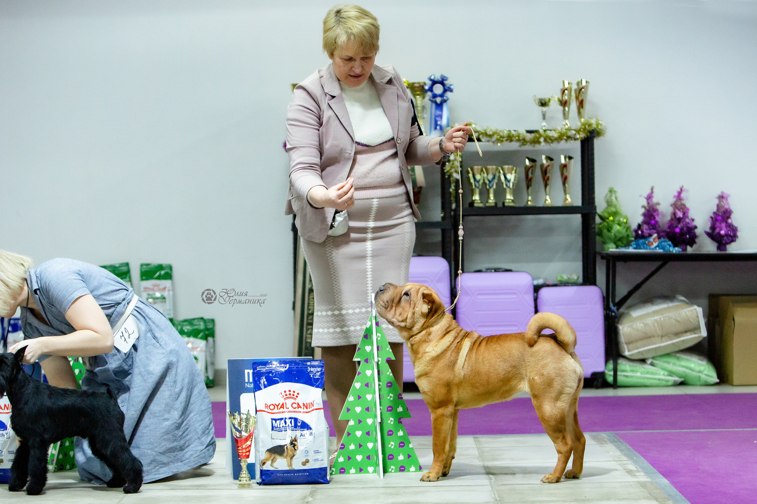 Чайна-Таун 8 января 2022. Фотограф-анималист Юлия Германика