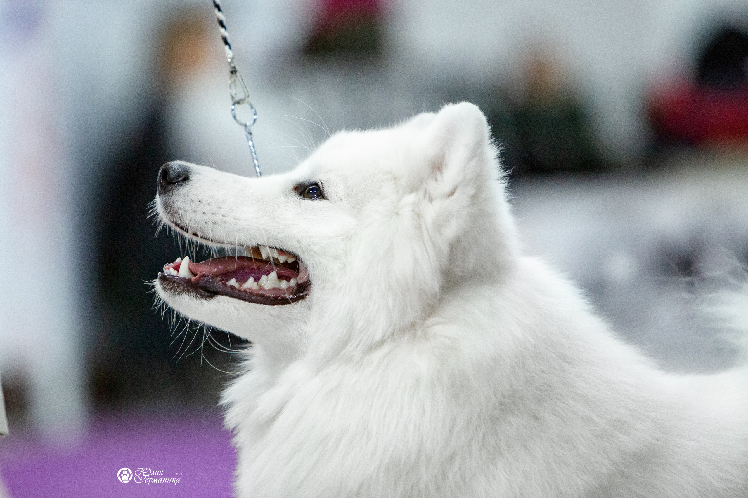 Чайна-Таун 8 января 2022