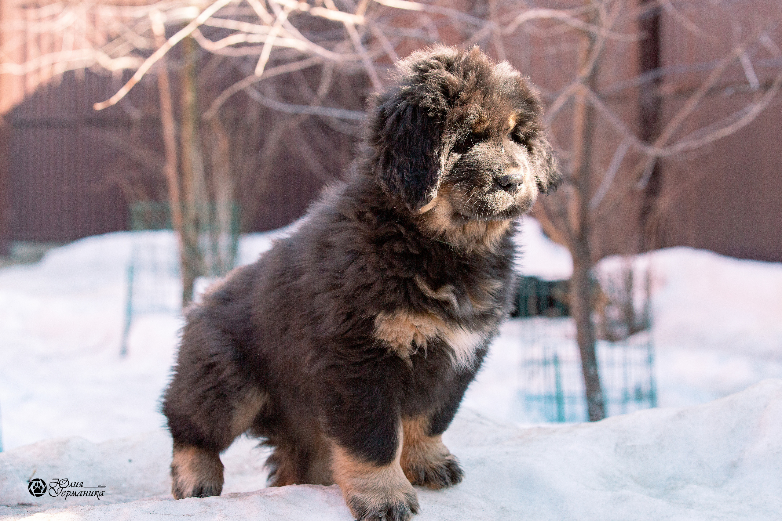 Съёмки щенков и котят. Фотограф-анималист Юлия Германика