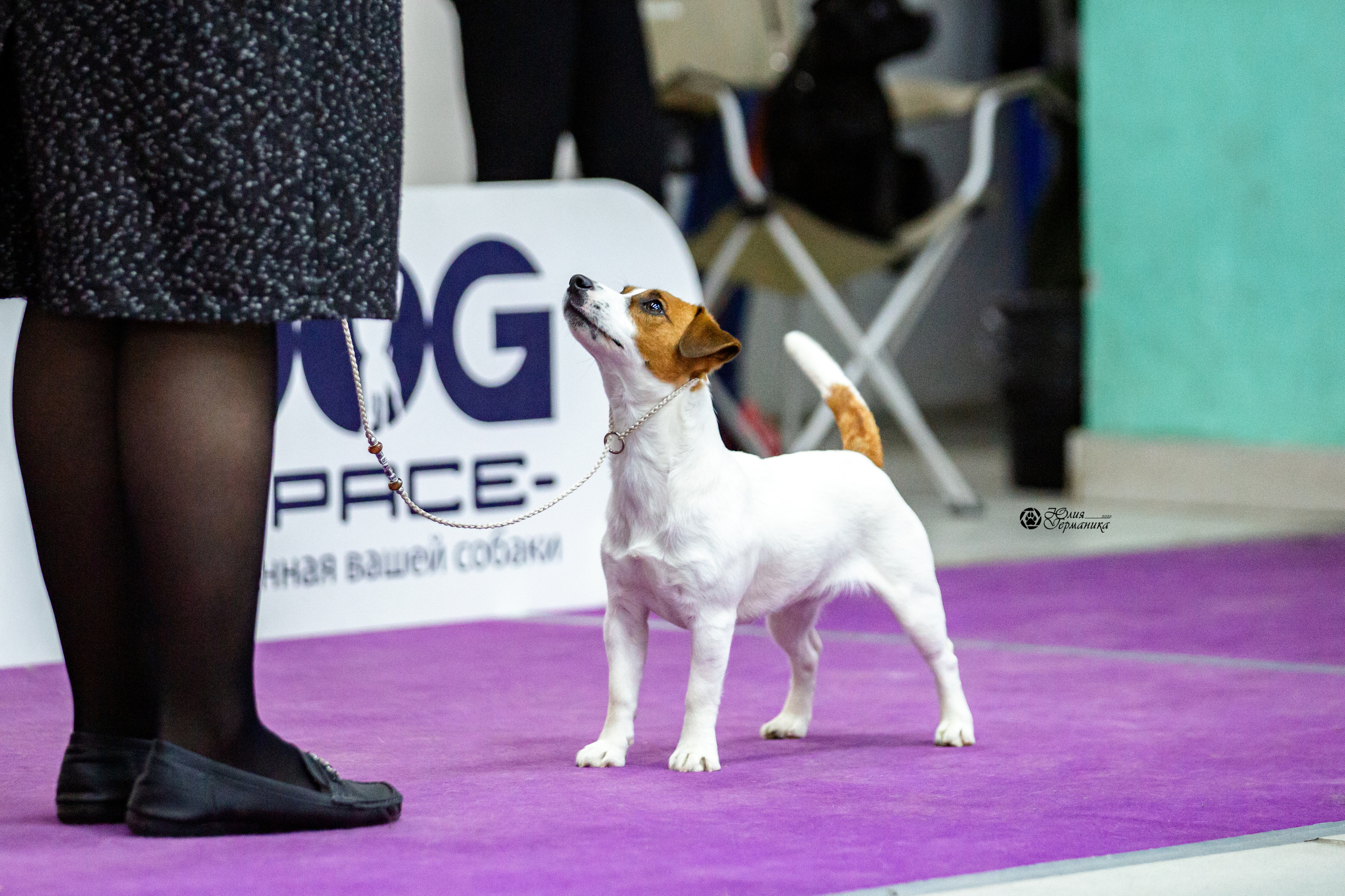 Чайна-Таун 12-13 февраля 2022. Фотограф-анималист Юлия Германика