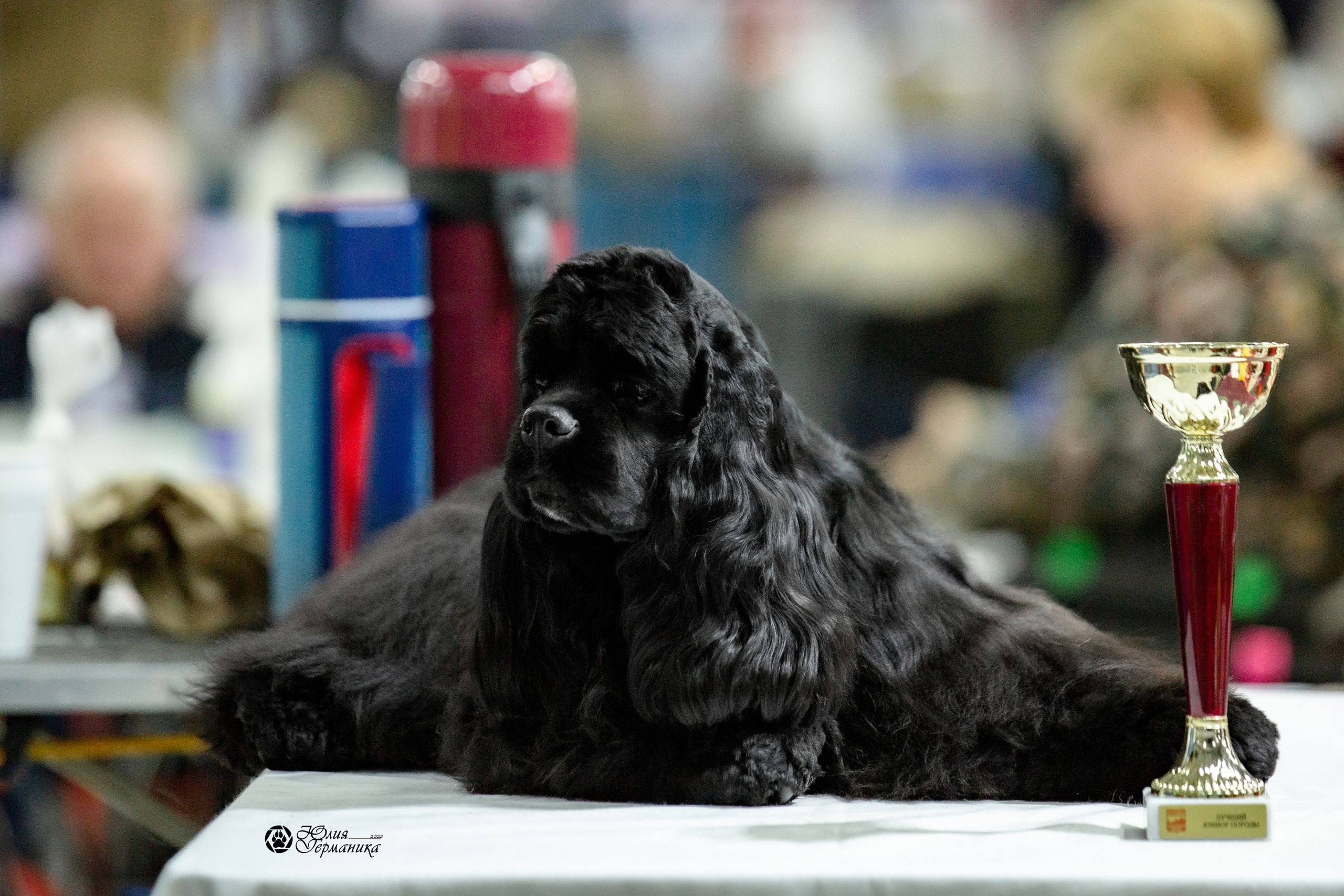 Чайна-Таун 13 и 20 марта 2022. Фотограф-анималист Юлия Германика