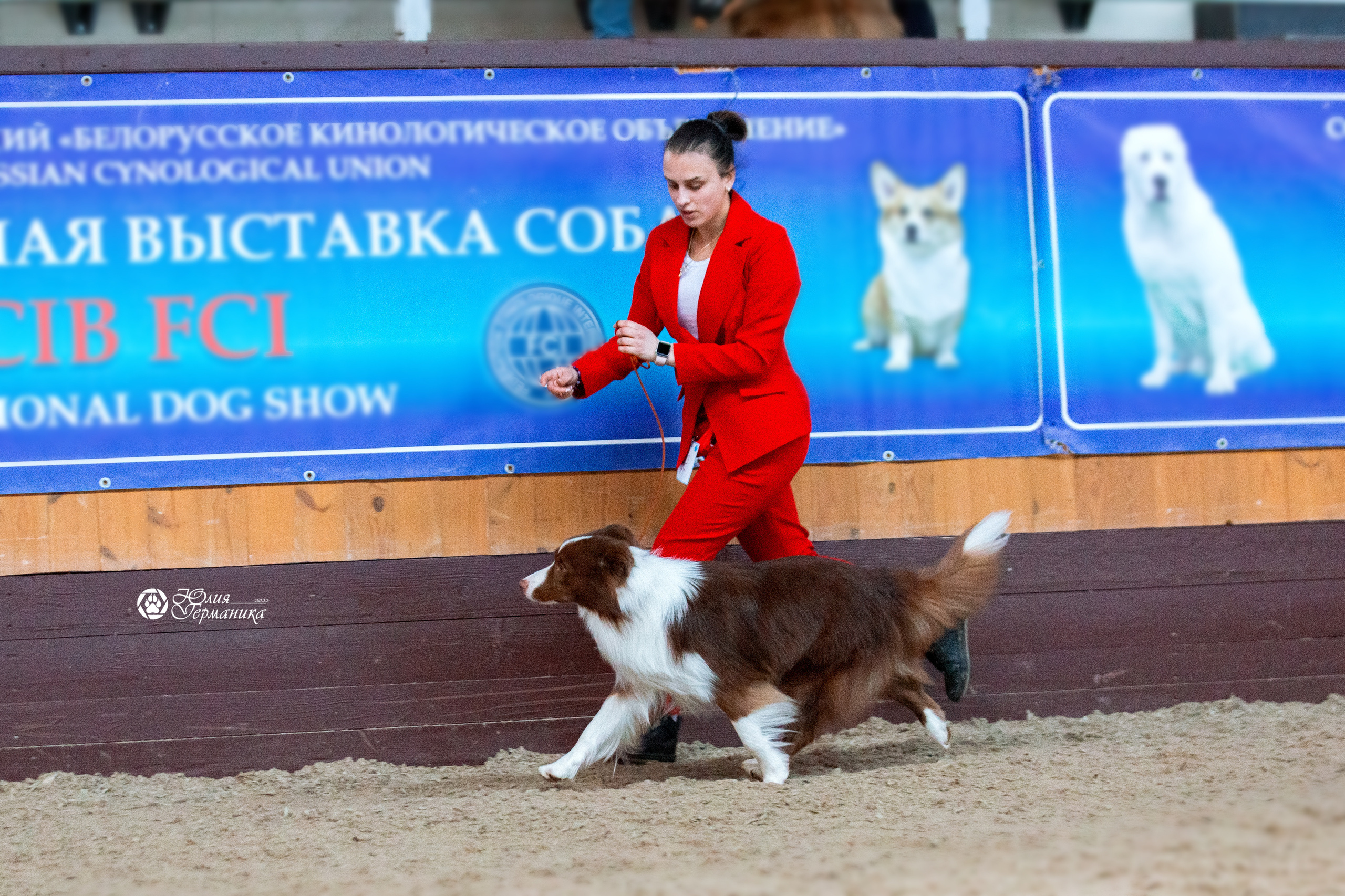 Минск 2хCACIB 5-6 марта 2022. Фотограф-анималист Юлия Германика