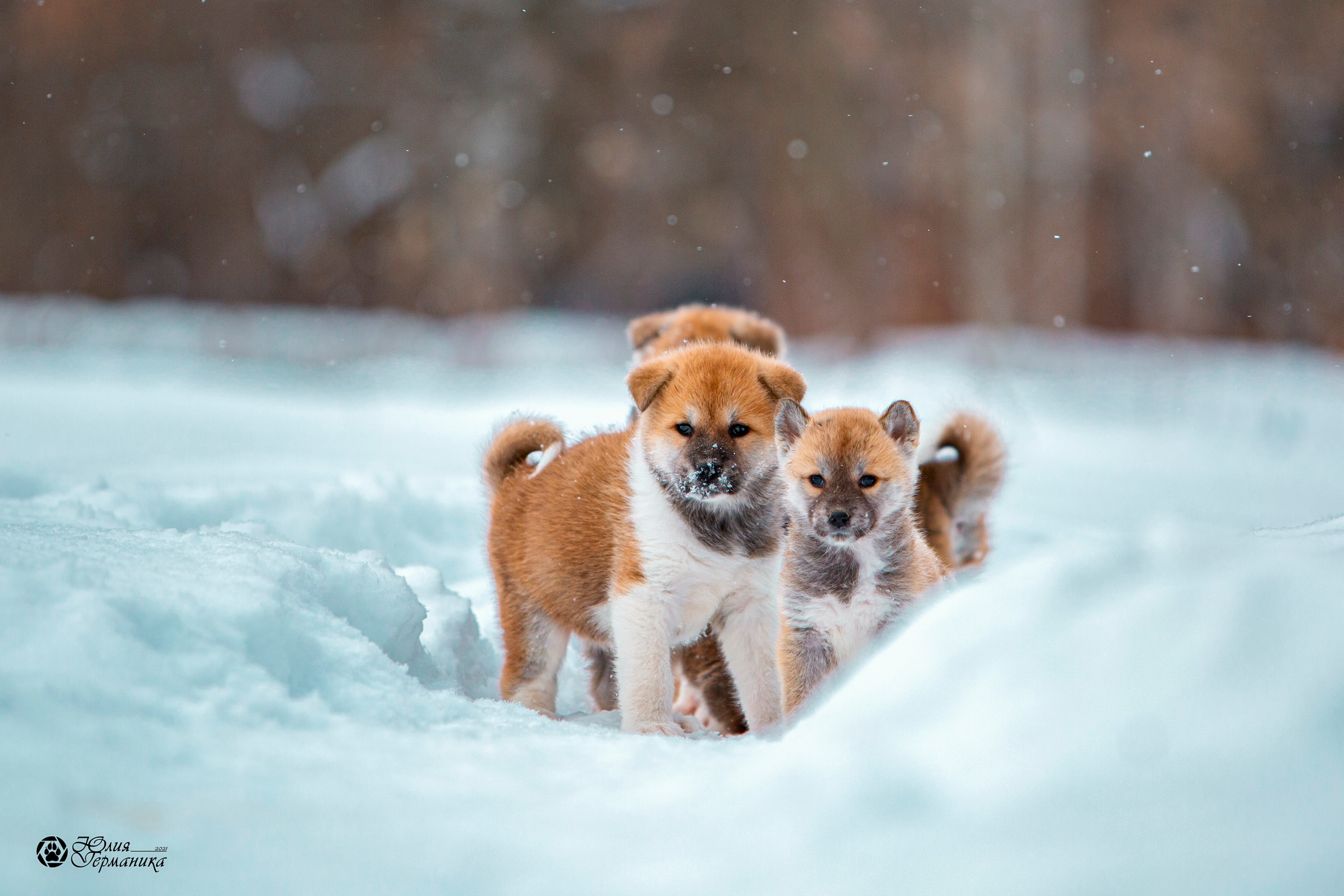 Съёмки щенков и котят. Фотограф-анималист Юлия Германика