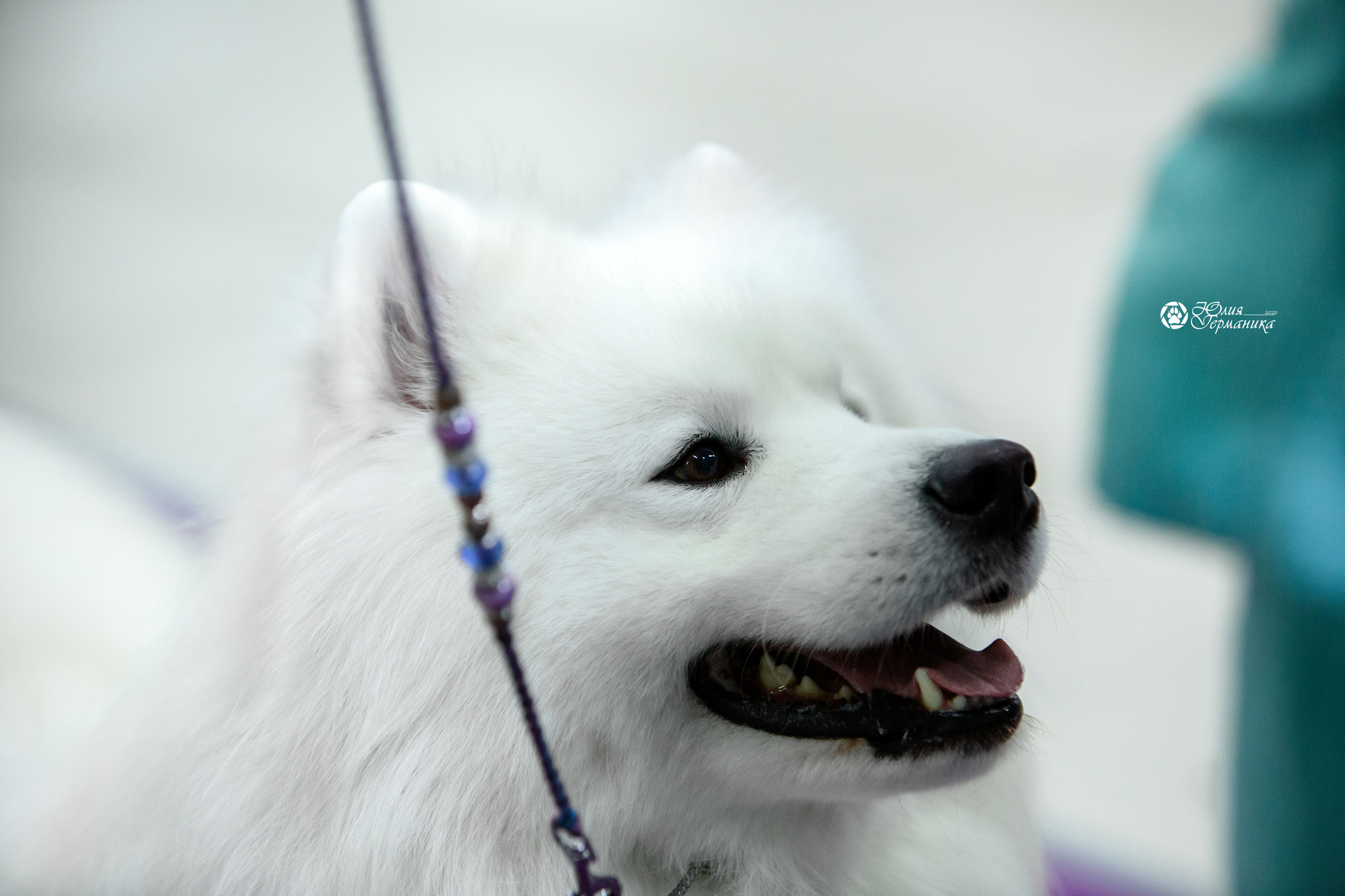 Чайна-Таун 18,26 и 29 декабря 2021. Фотограф-анималист Юлия Германика