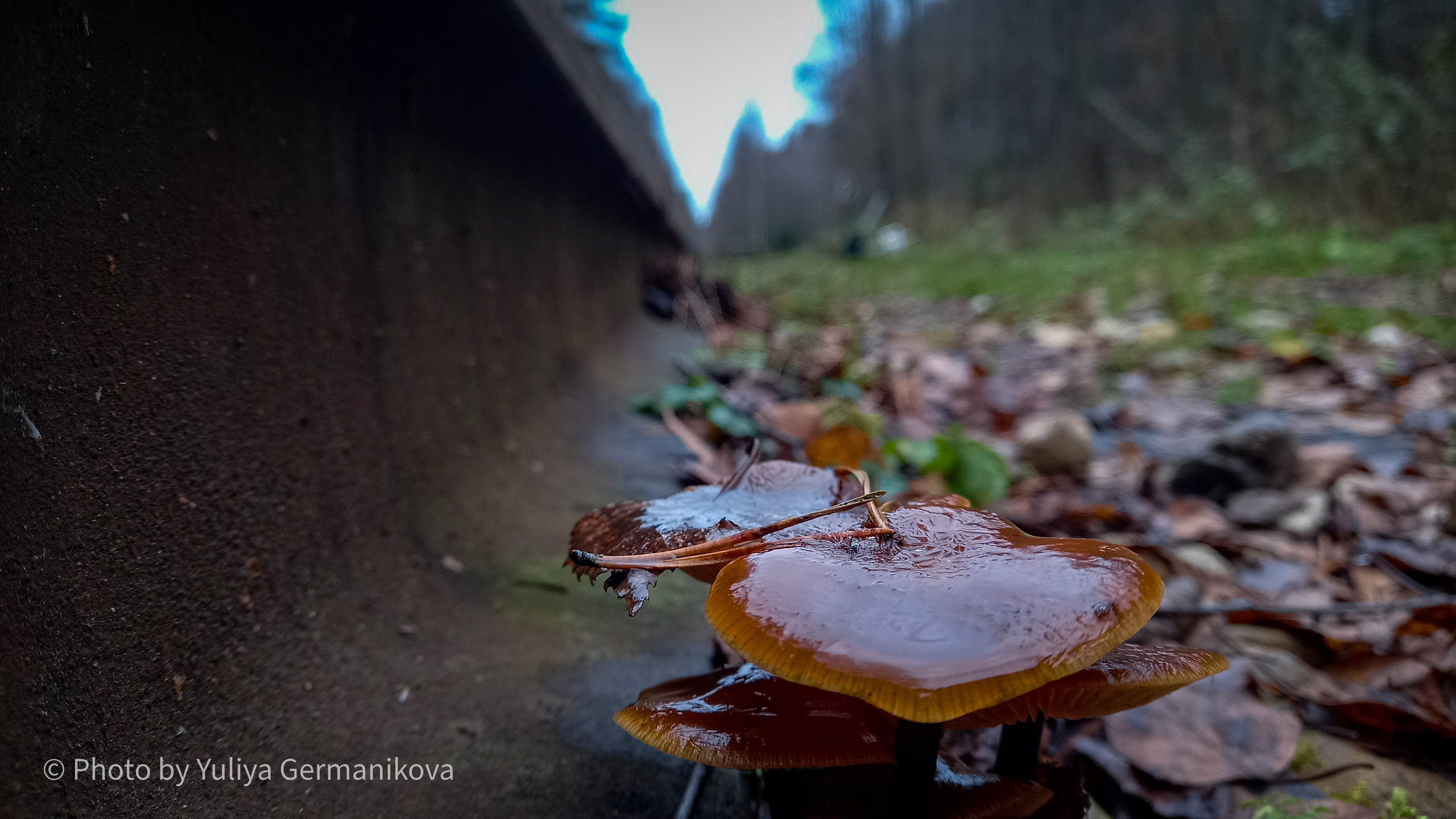 Разные фото на телефон.Города,природа. Фотограф-анималист Юлия Германика