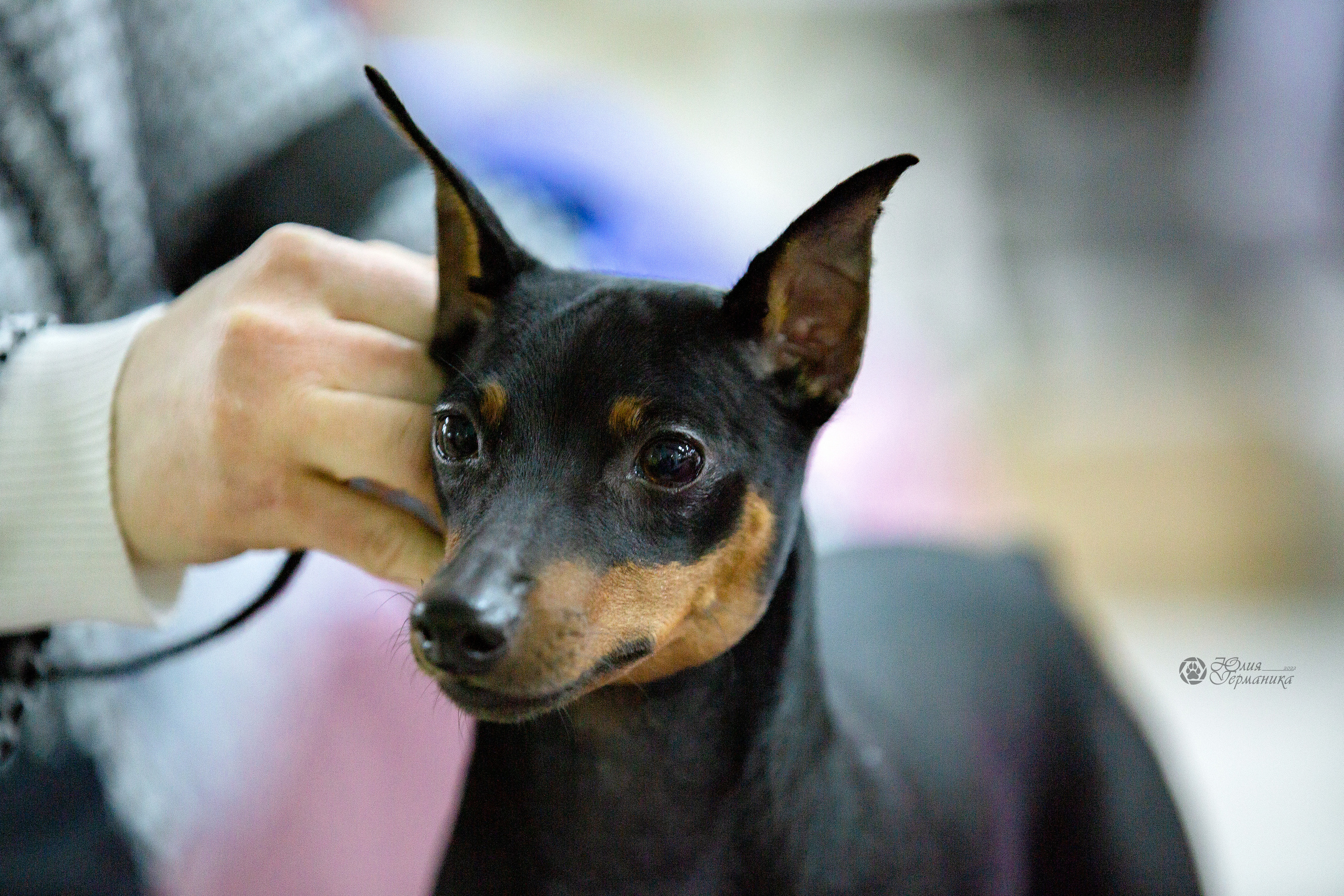 Чайна-Таун 24 и 27 марта 2022. Фотограф-анималист Юлия Германика