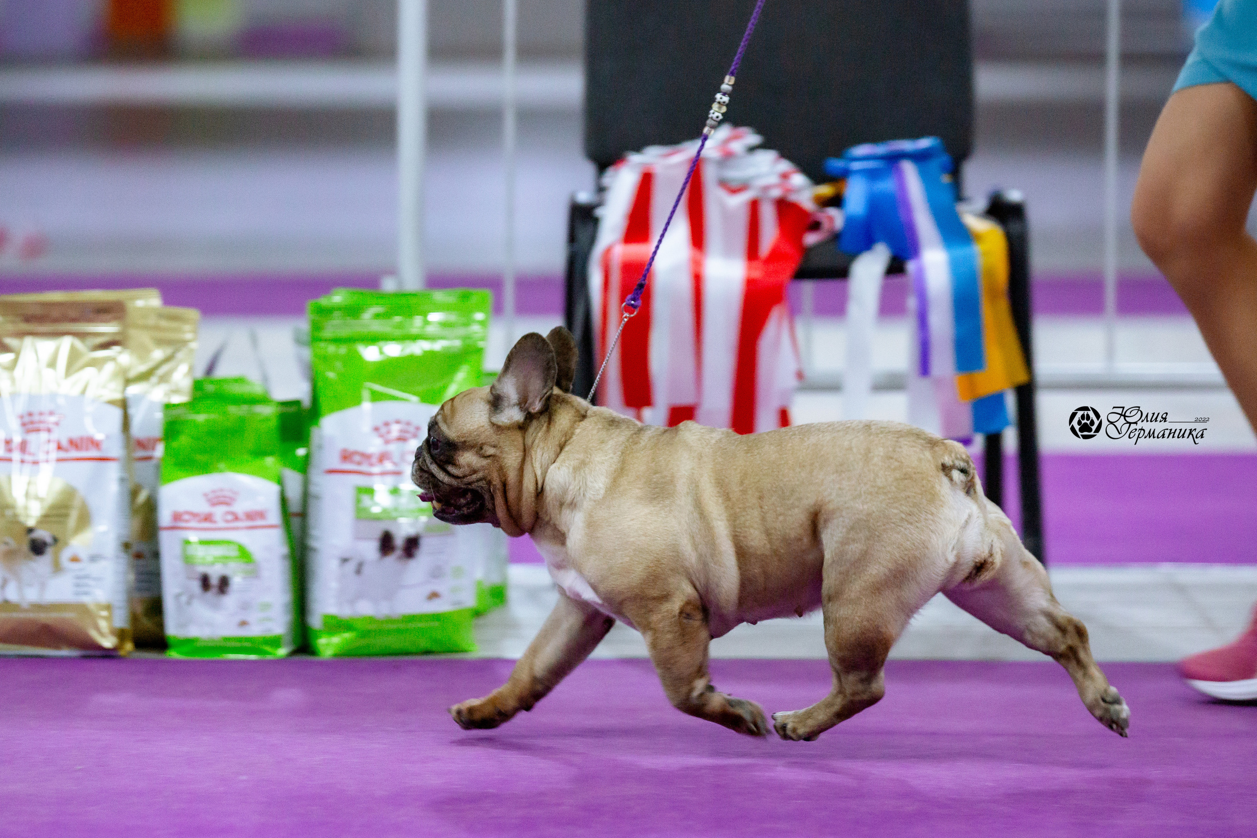 Чайна-Таун 27 февраля 2022. Фотограф-анималист Юлия Германика