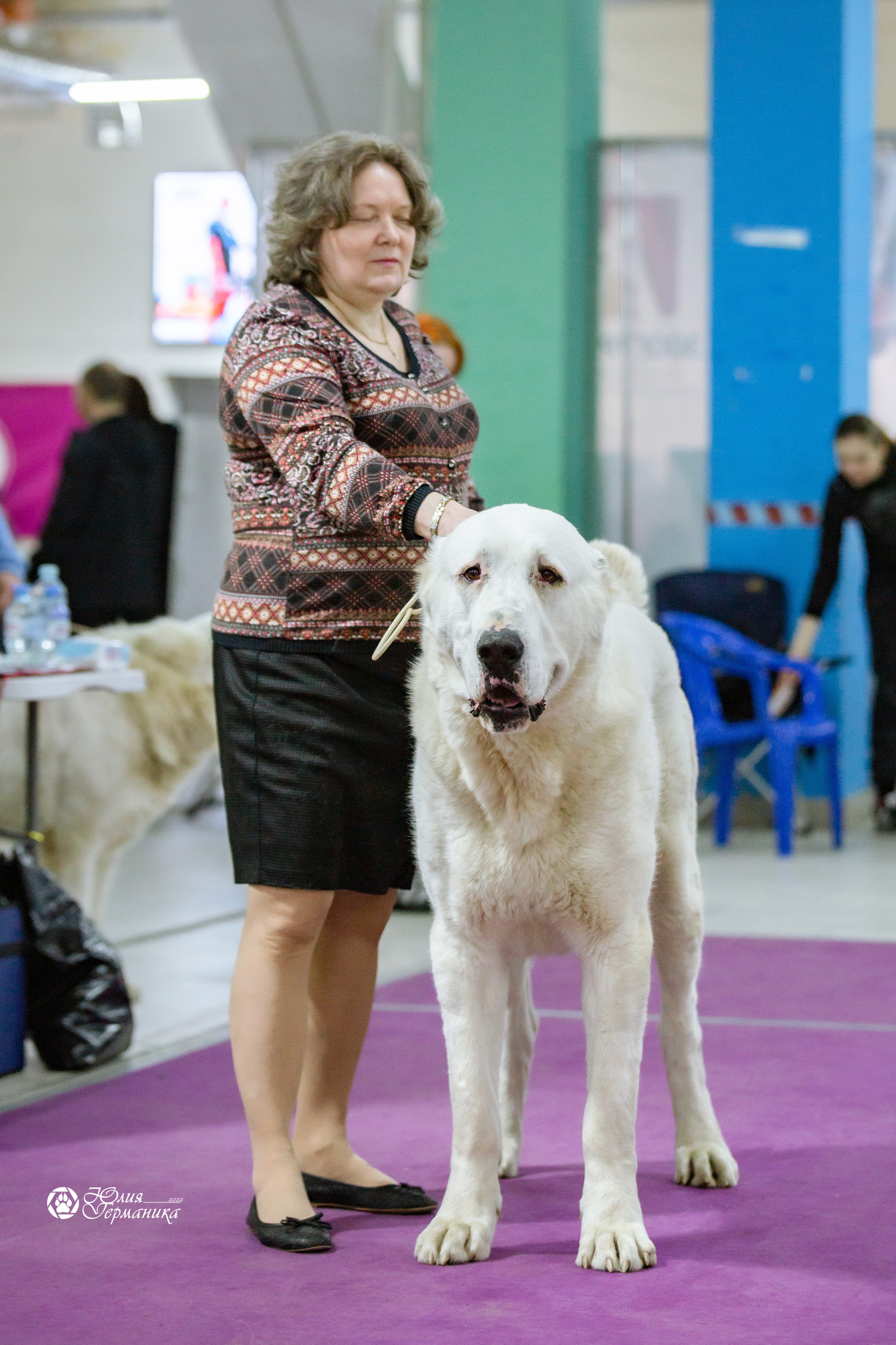 Чайна-Таун 13 и 20 марта 2022. Фотограф-анималист Юлия Германика
