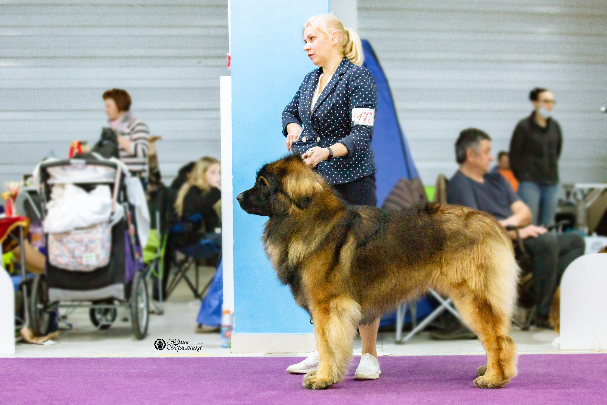 Чайна-Таун 13 и 20 марта 2022. Фотограф-анималист Юлия Германика