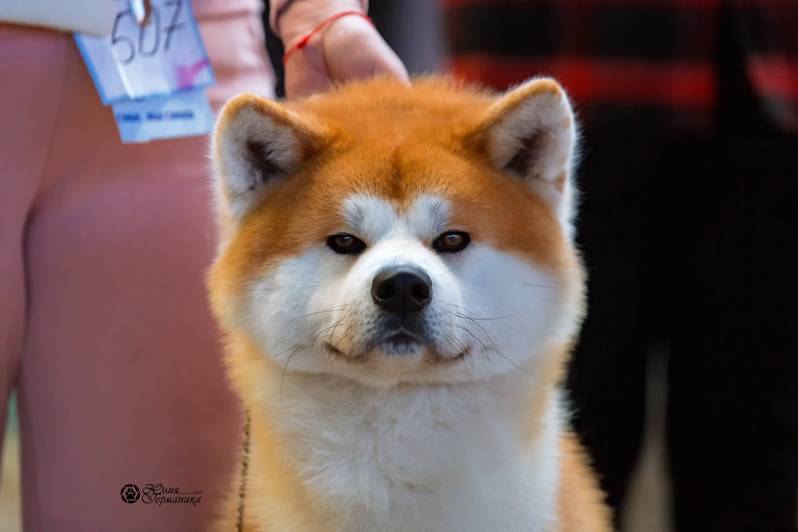 Минск 2хCACIB 5-6 марта 2022. Фотограф-анималист Юлия Германика