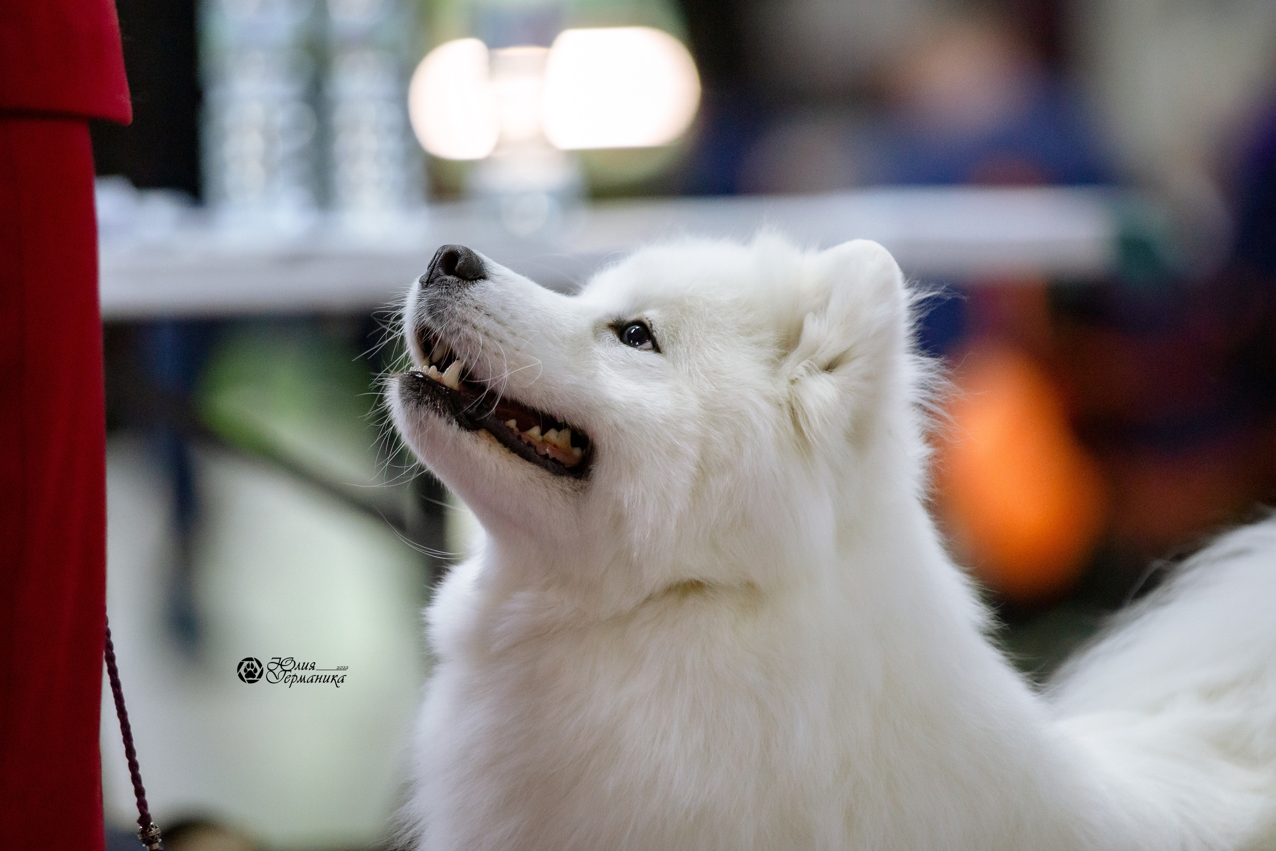 Чайна-Таун 23 февраля 2022. Фотограф-анималист Юлия Германика