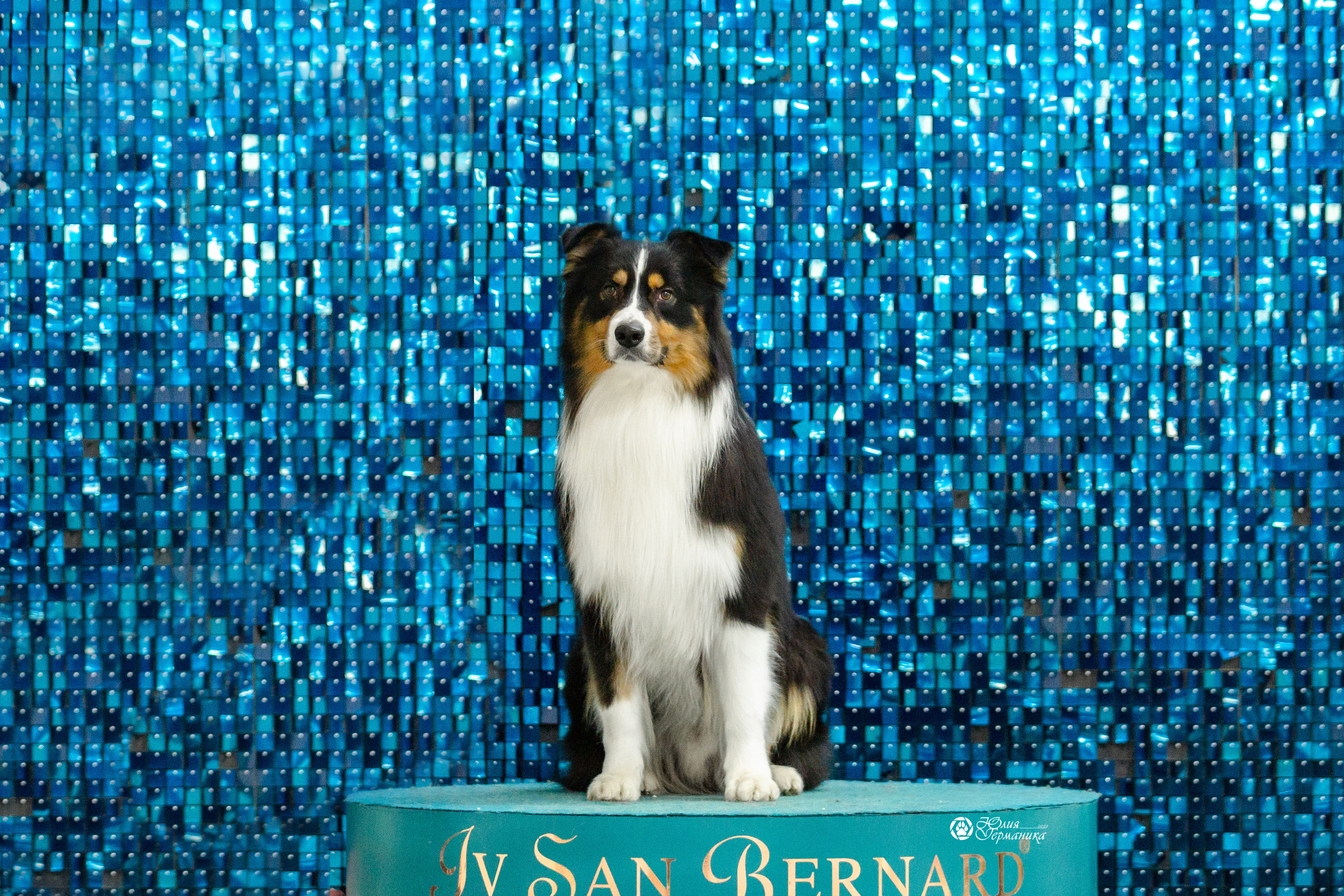 Чайна-Таун 12-13 февраля 2022. Фотограф-анималист Юлия Германика