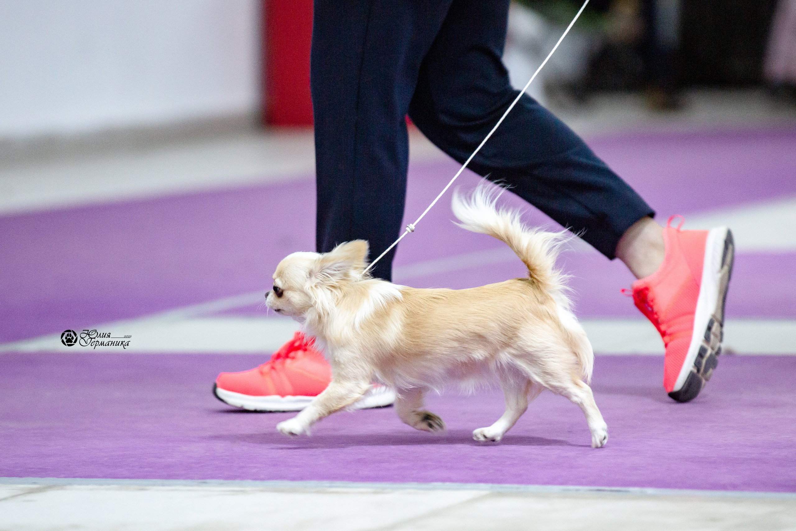 Чайна-Таун 12-13 февраля 2022. Фотограф-анималист Юлия Германика