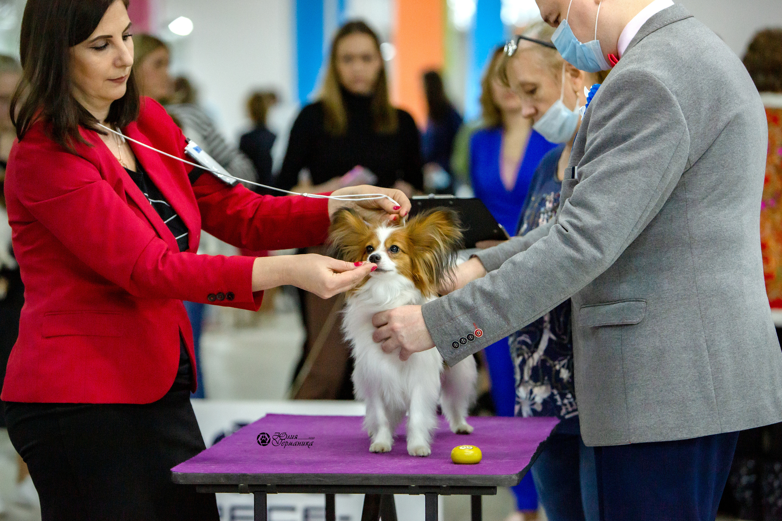 Чайна-Таун 8 января 2022. Фотограф-анималист Юлия Германика