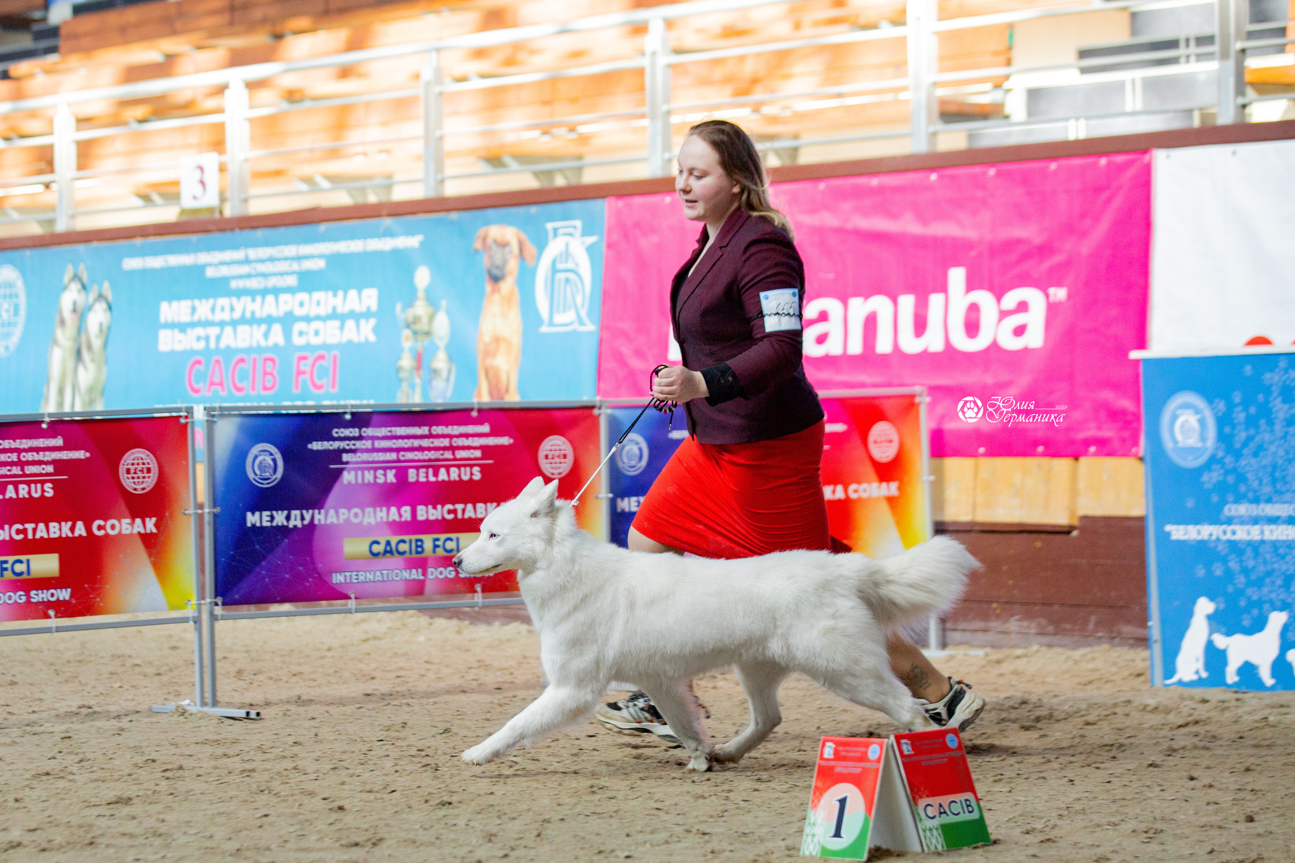 Минск 2хCACIB 5-6 марта 2022. Фотограф-анималист Юлия Германика