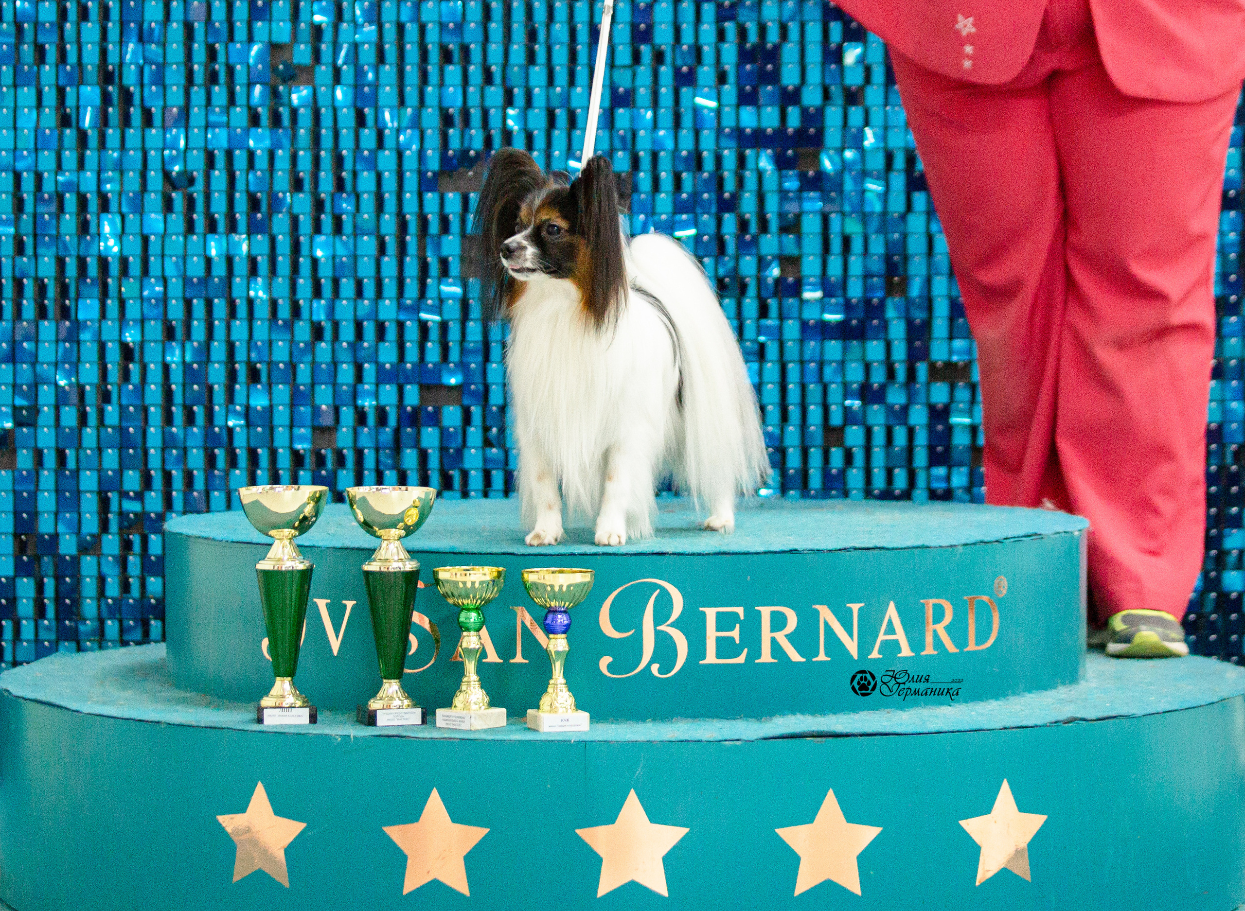 Чайна-Таун 29-30 января 2022. Фотограф-анималист Юлия Германика