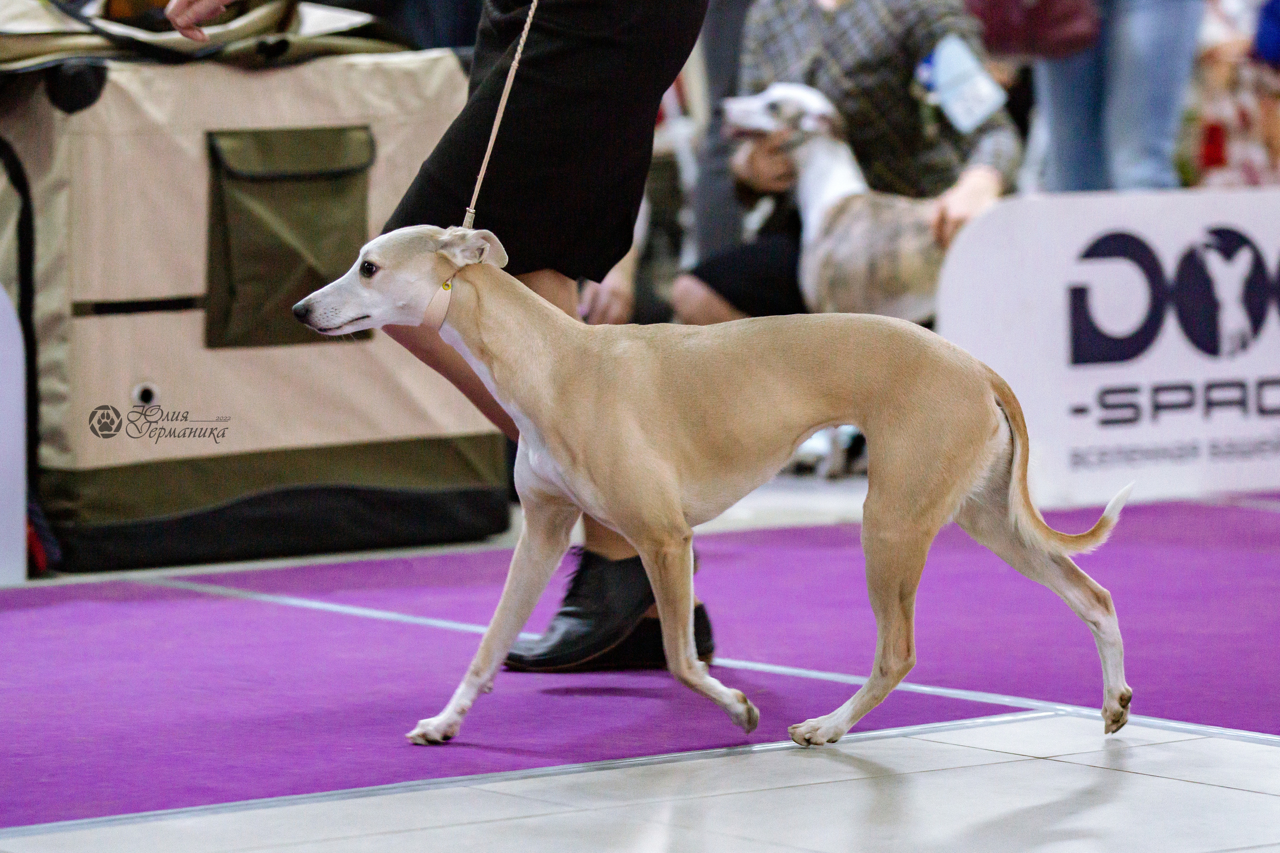 Чайна-Таун 24 и 27 марта 2022. Фотограф-анималист Юлия Германика