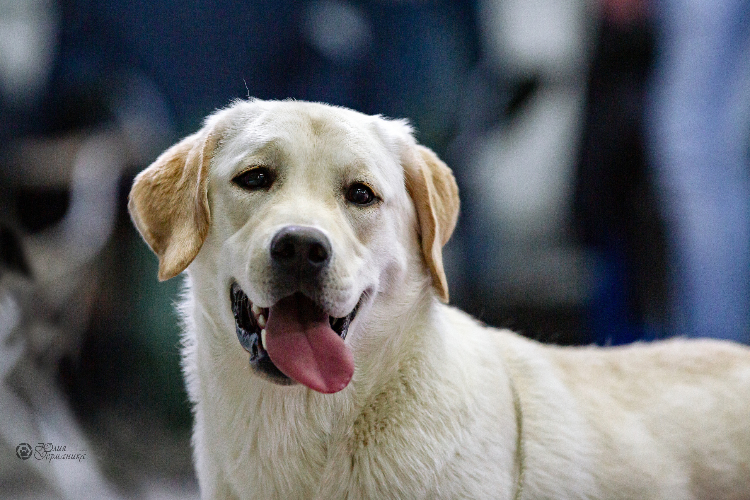 Чайна-Таун 24 и 27 марта 2022. Фотограф-анималист Юлия Германика
