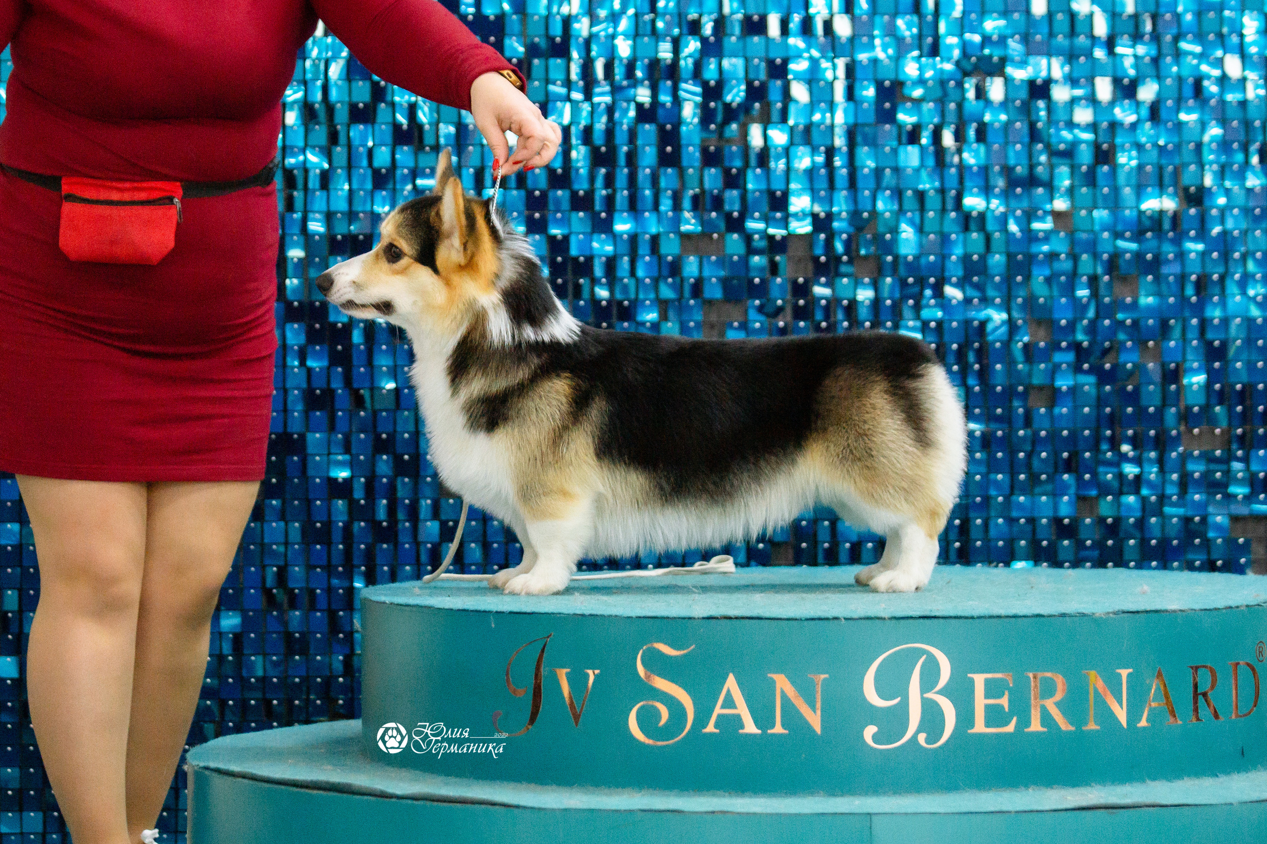 Чайна-Таун 27 февраля 2022. Фотограф-анималист Юлия Германика