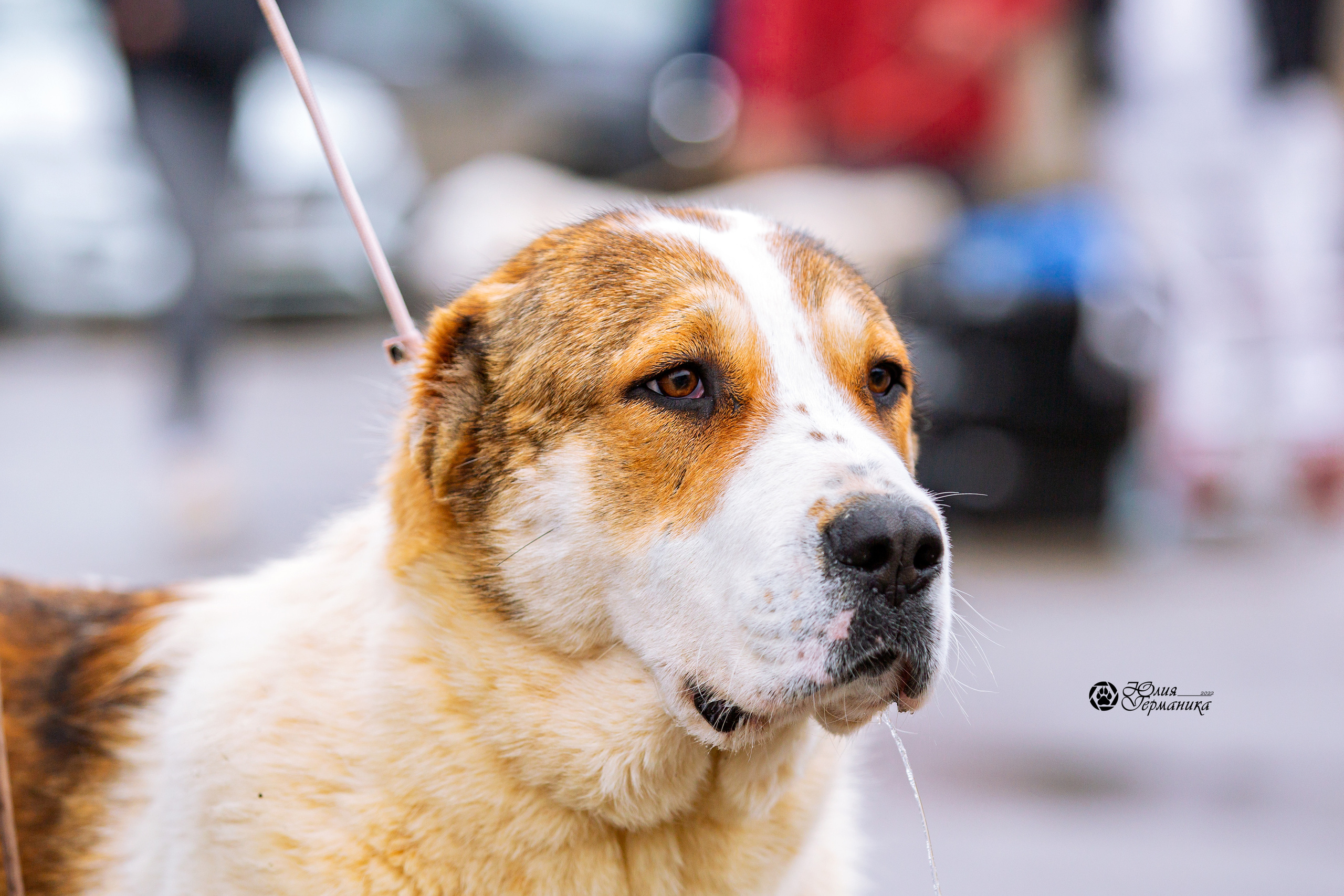 2хМОНО САО Рязань 02 апреля 2022. Фотограф-анималист Юлия Германика