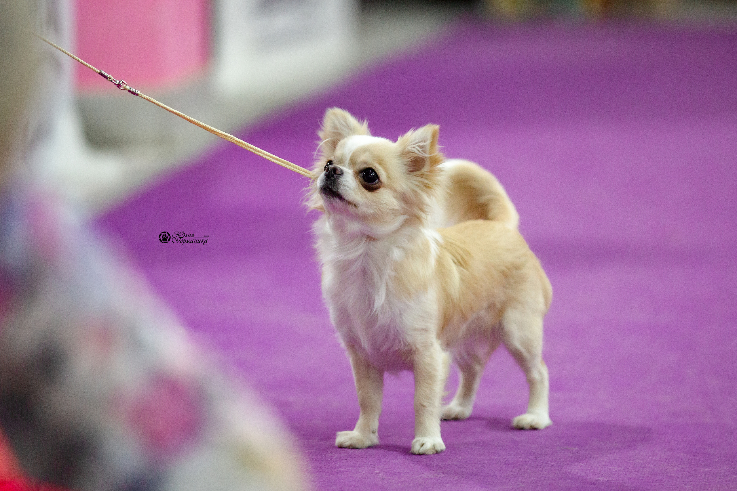 Чайна-Таун 29-30 января 2022. Фотограф-анималист Юлия Германика