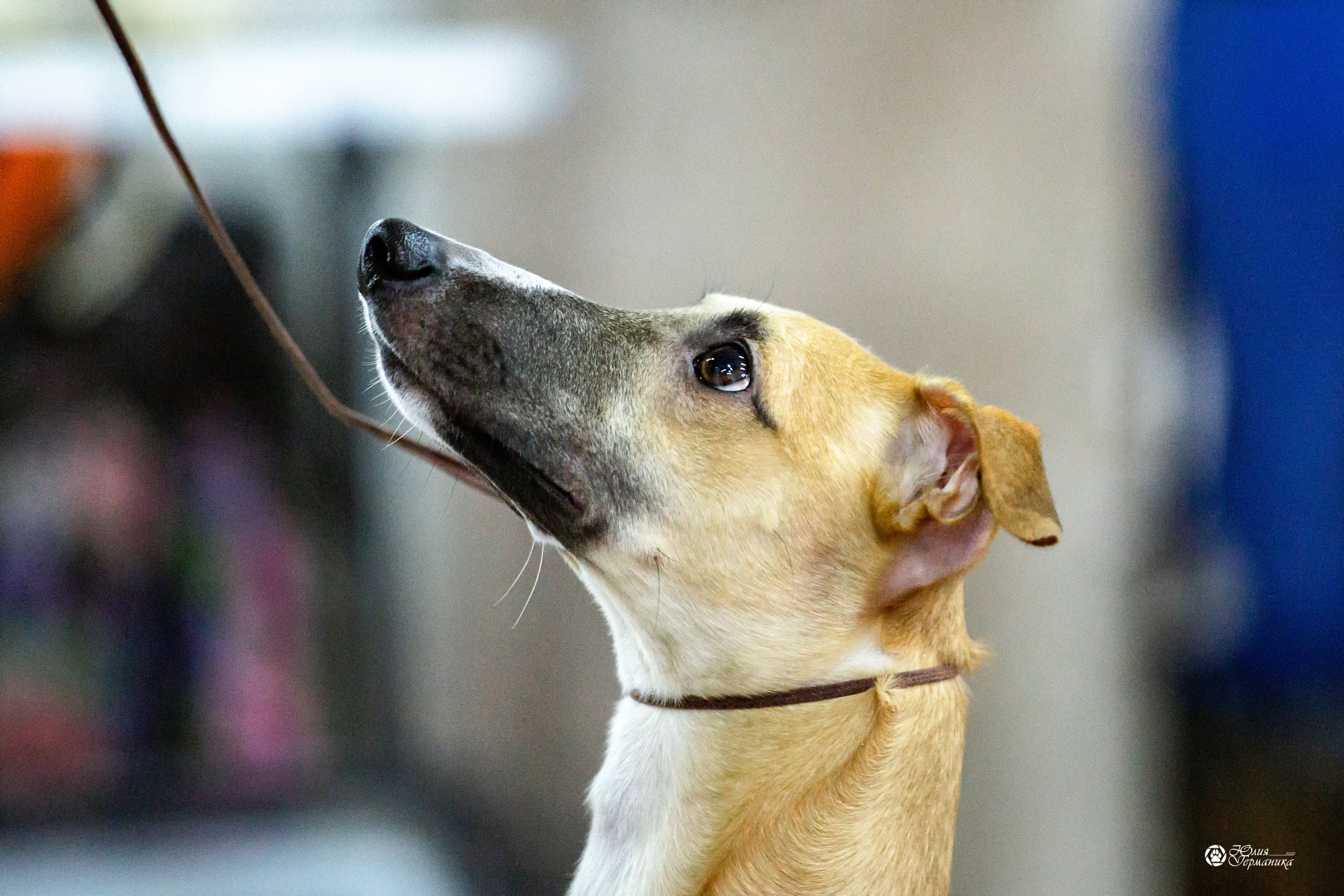 Чайна-Таун 29-30 января 2022. Фотограф-анималист Юлия Германика