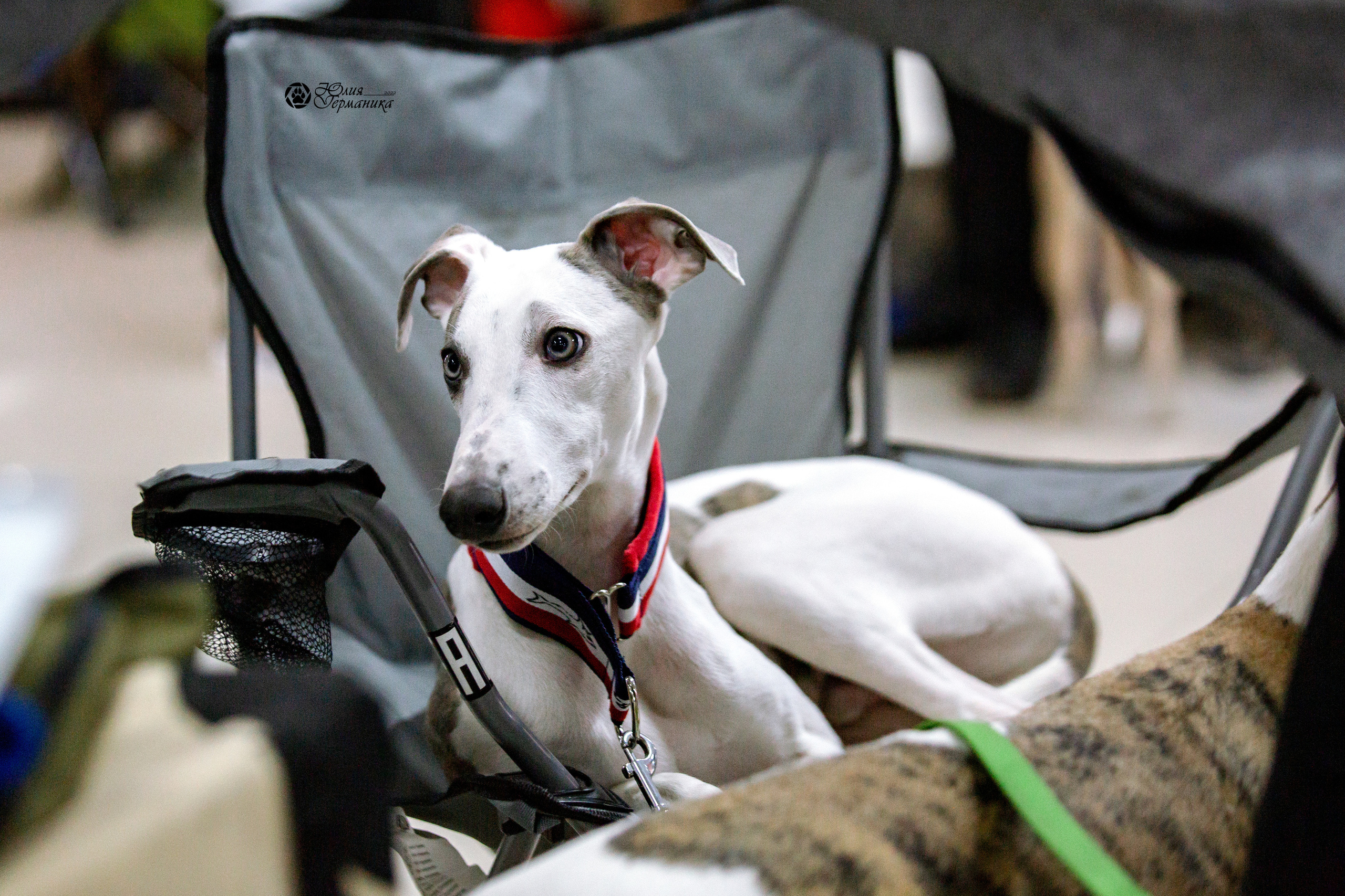 Чайна-Таун 13 и 20 марта 2022. Фотограф-анималист Юлия Германика