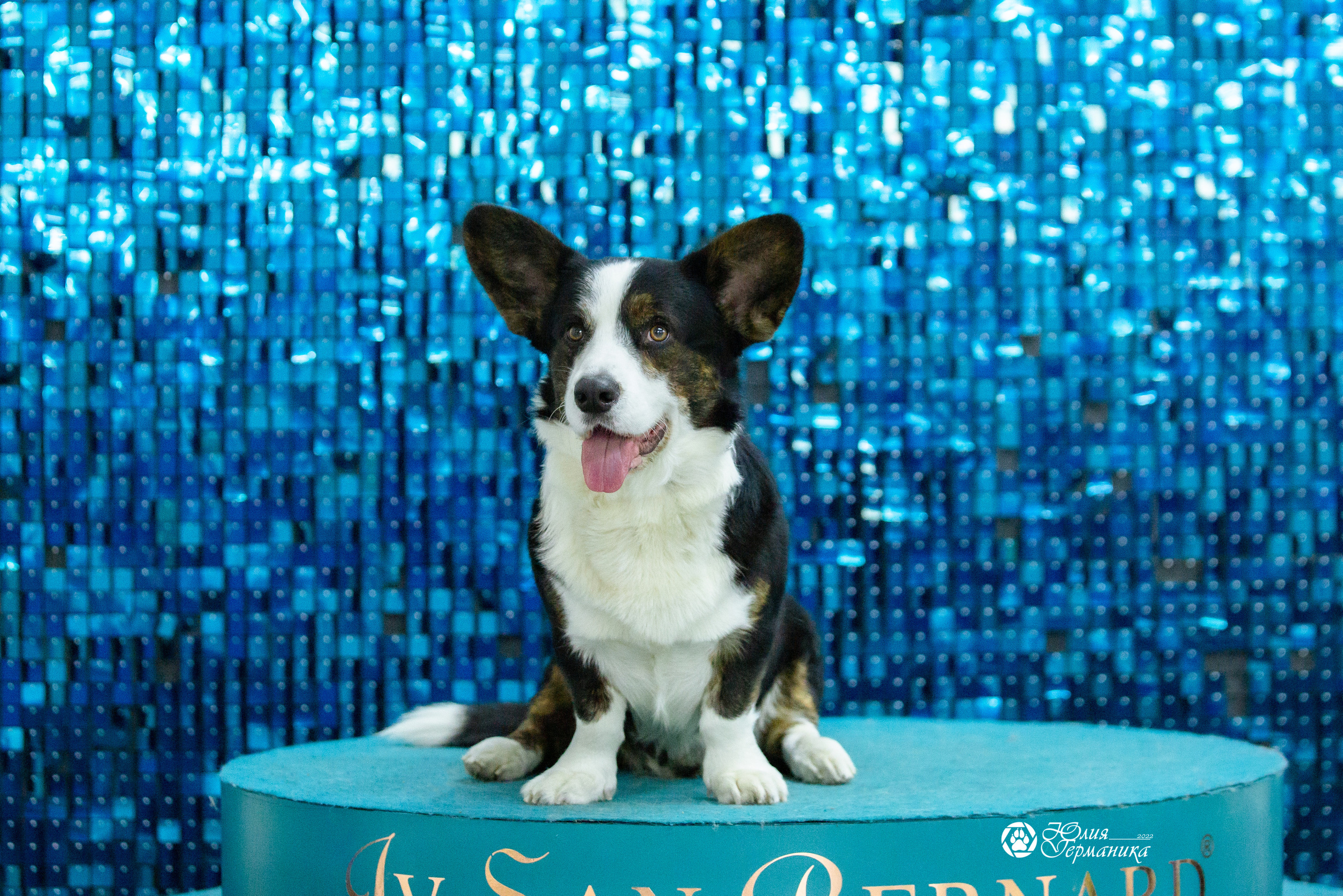 Чайна-Таун 27 февраля 2022. Фотограф-анималист Юлия Германика