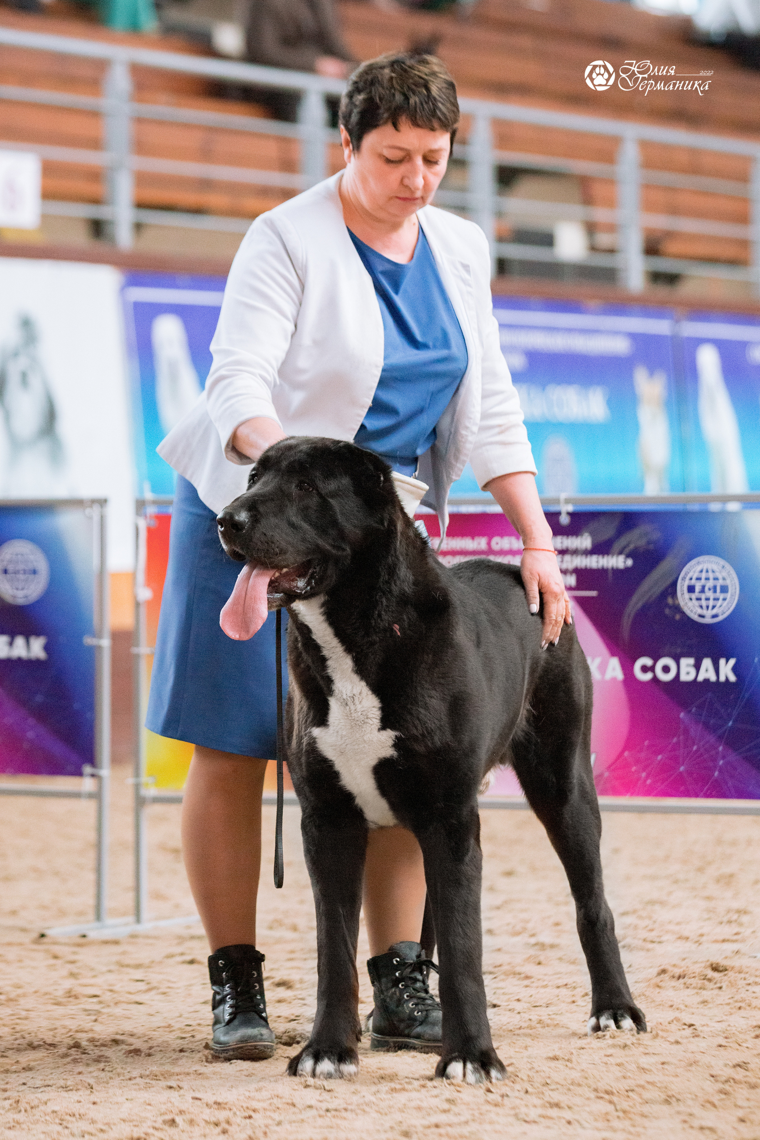 Минск 2хCACIB 5-6 марта 2022. Фотограф-анималист Юлия Германика