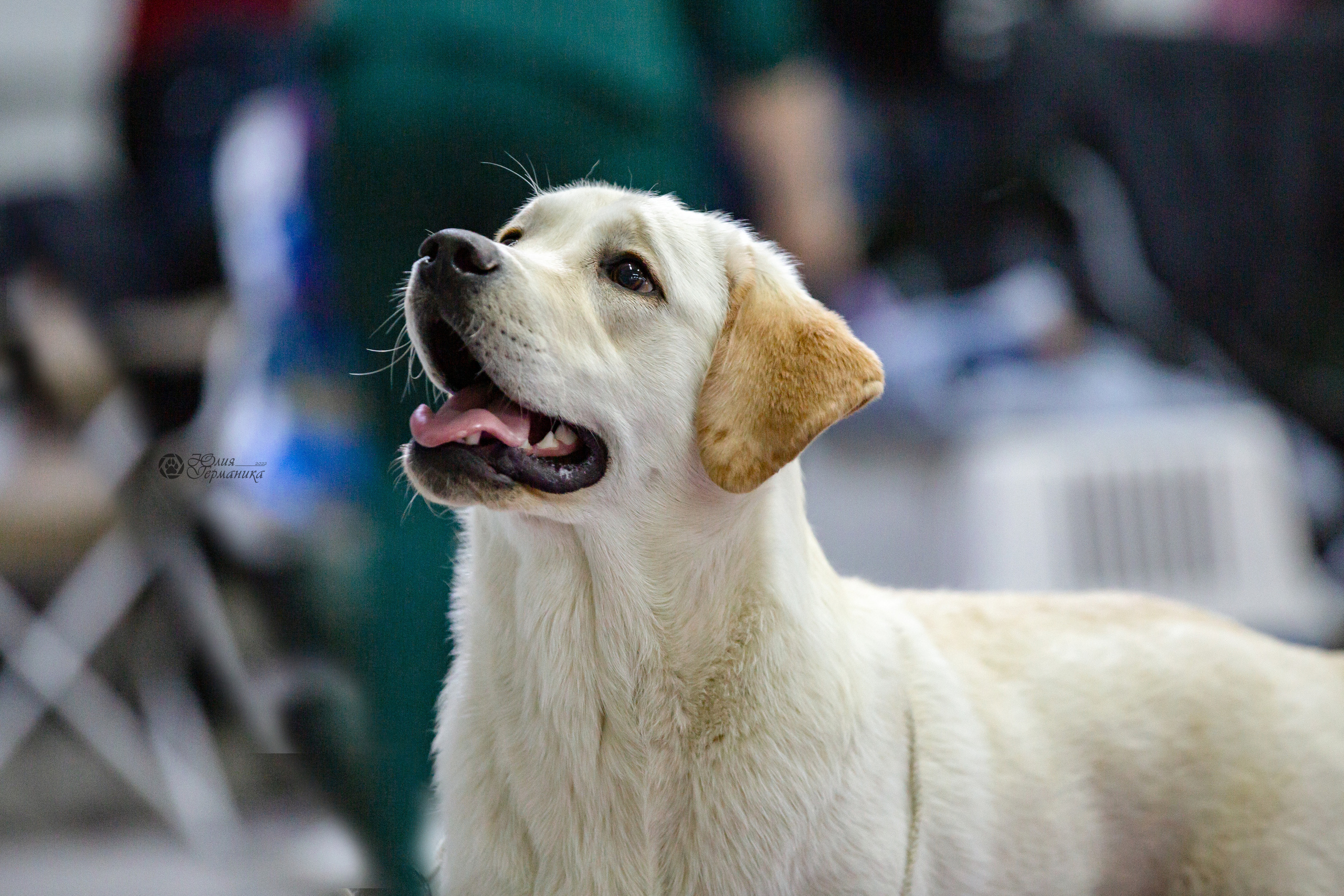 Чайна-Таун 24 и 27 марта 2022. Фотограф-анималист Юлия Германика