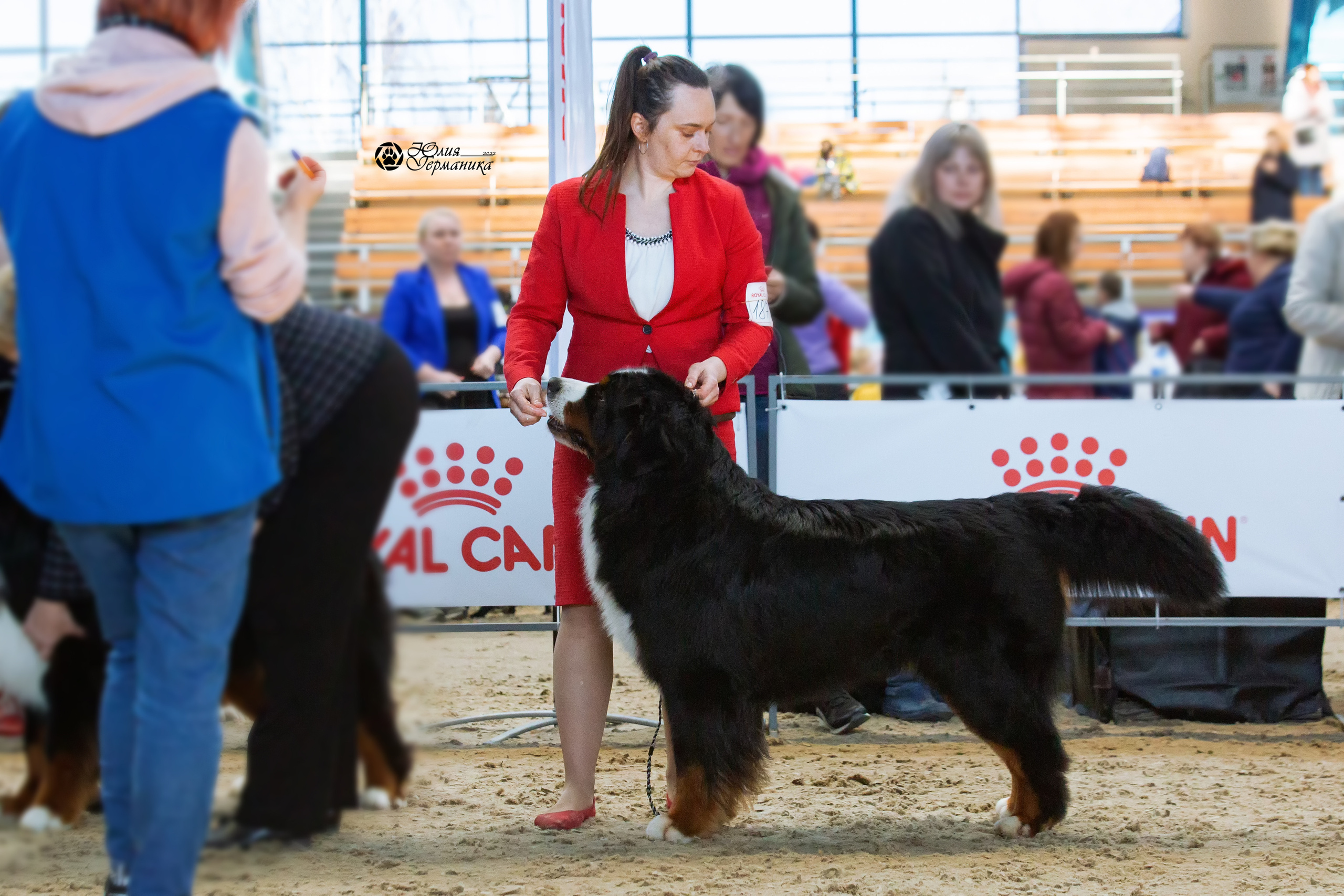 Минск 2хCACIB 5-6 марта 2022. Фотограф-анималист Юлия Германика