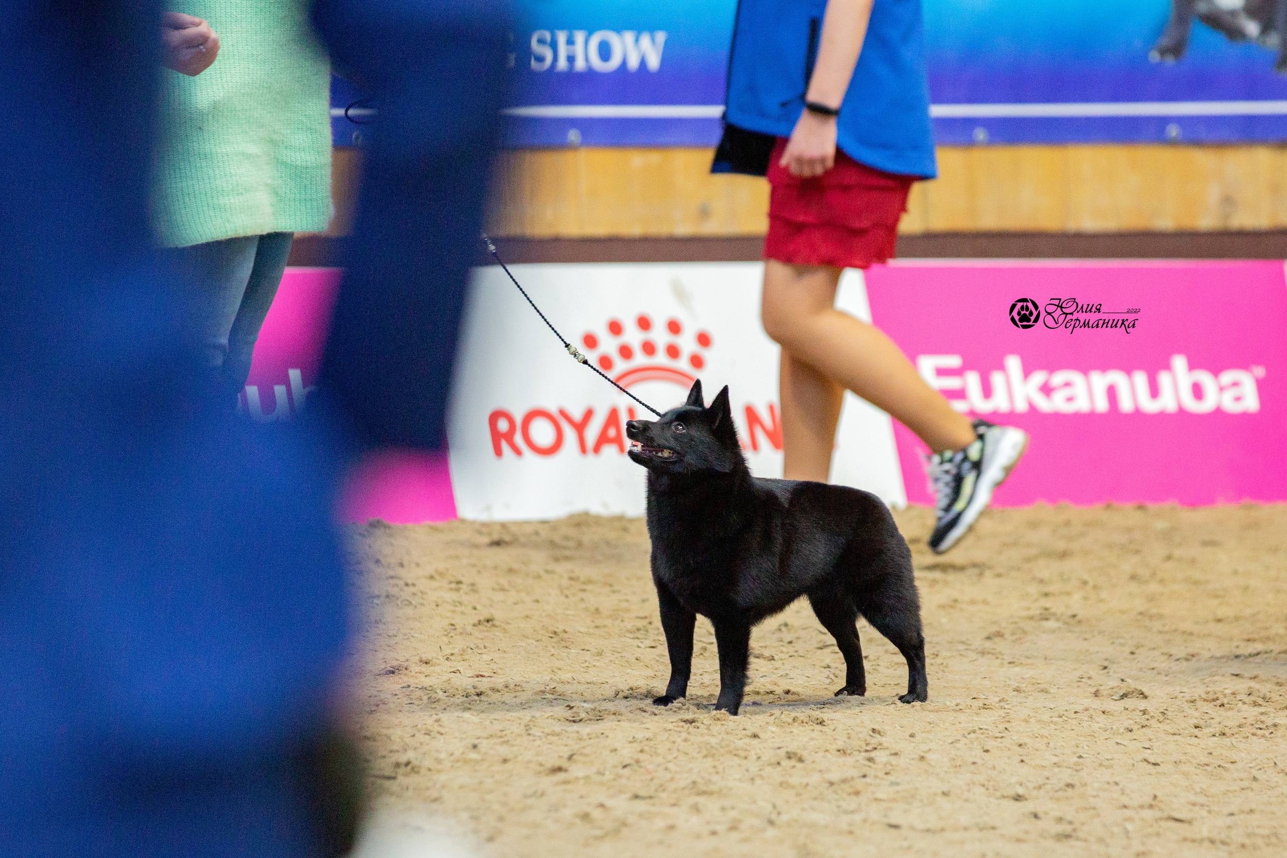 Минск 2хCACIB 5-6 марта 2022. Фотограф-анималист Юлия Германика