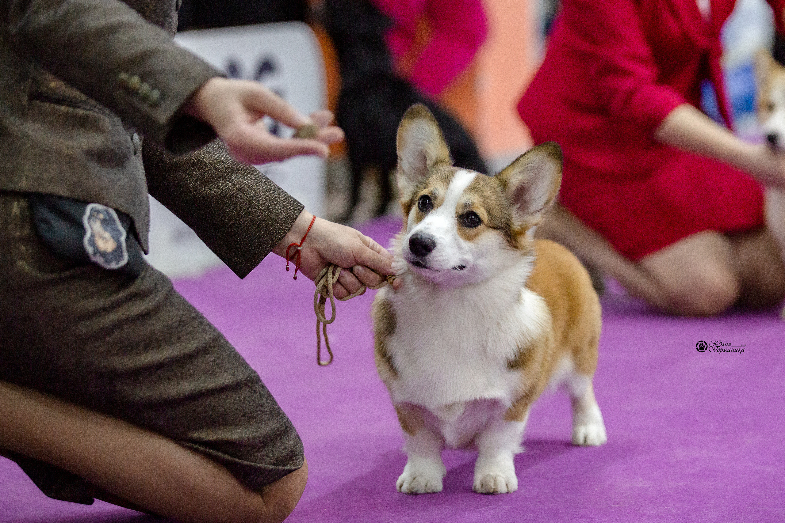 Чайна-Таун 29-30 января 2022. Фотограф-анималист Юлия Германика
