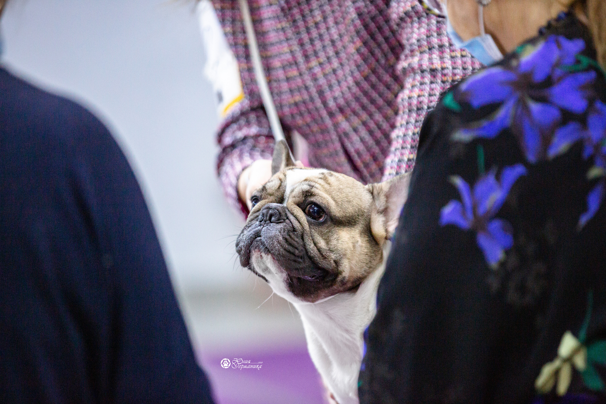 Чайна-Таун 29-30 января 2022. Фотограф-анималист Юлия Германика