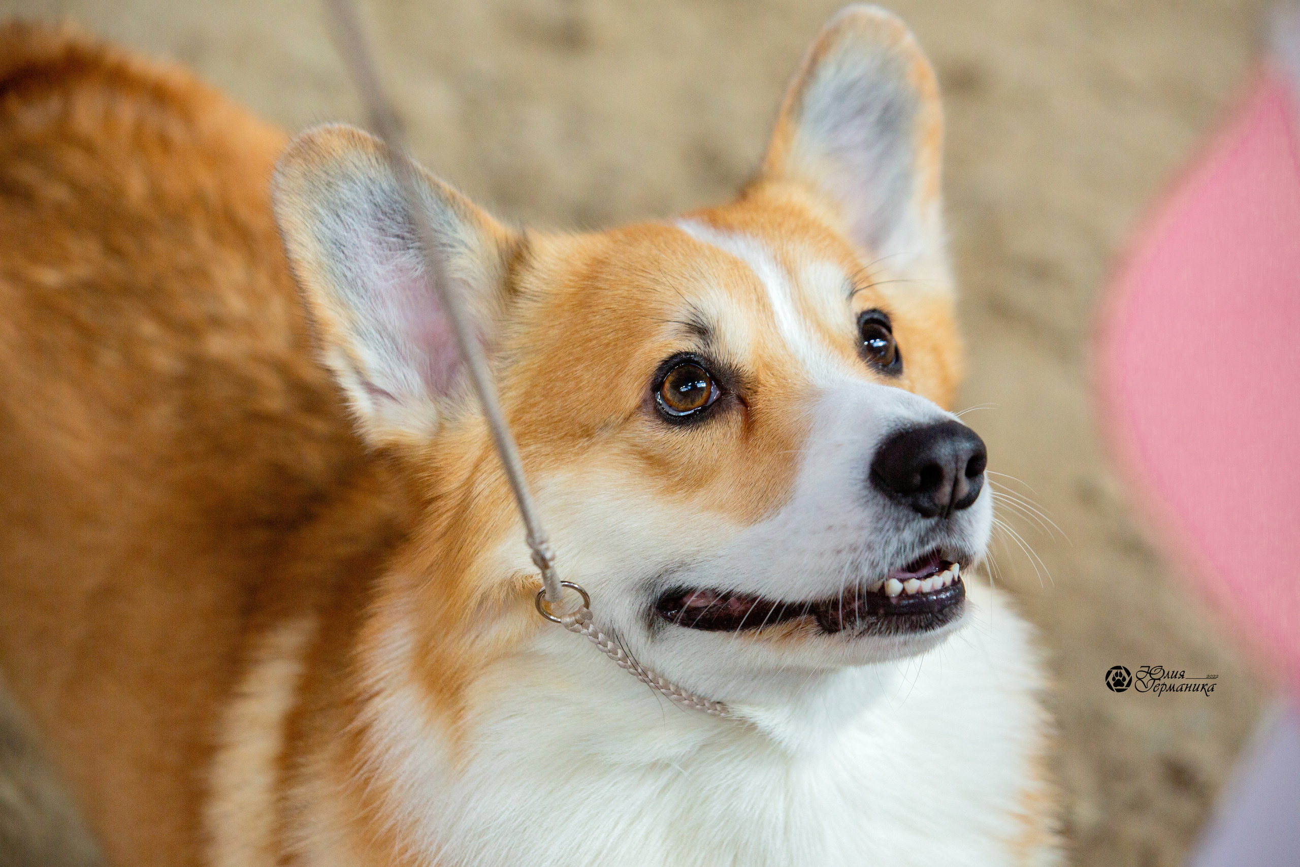 Минск 2хCACIB 5-6 марта 2022. Фотограф-анималист Юлия Германика