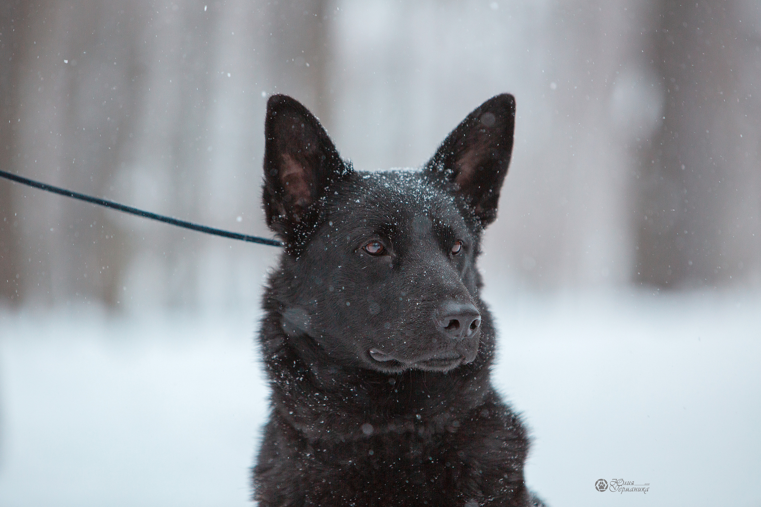 Свободная съемка. Фотограф-анималист Юлия Германика