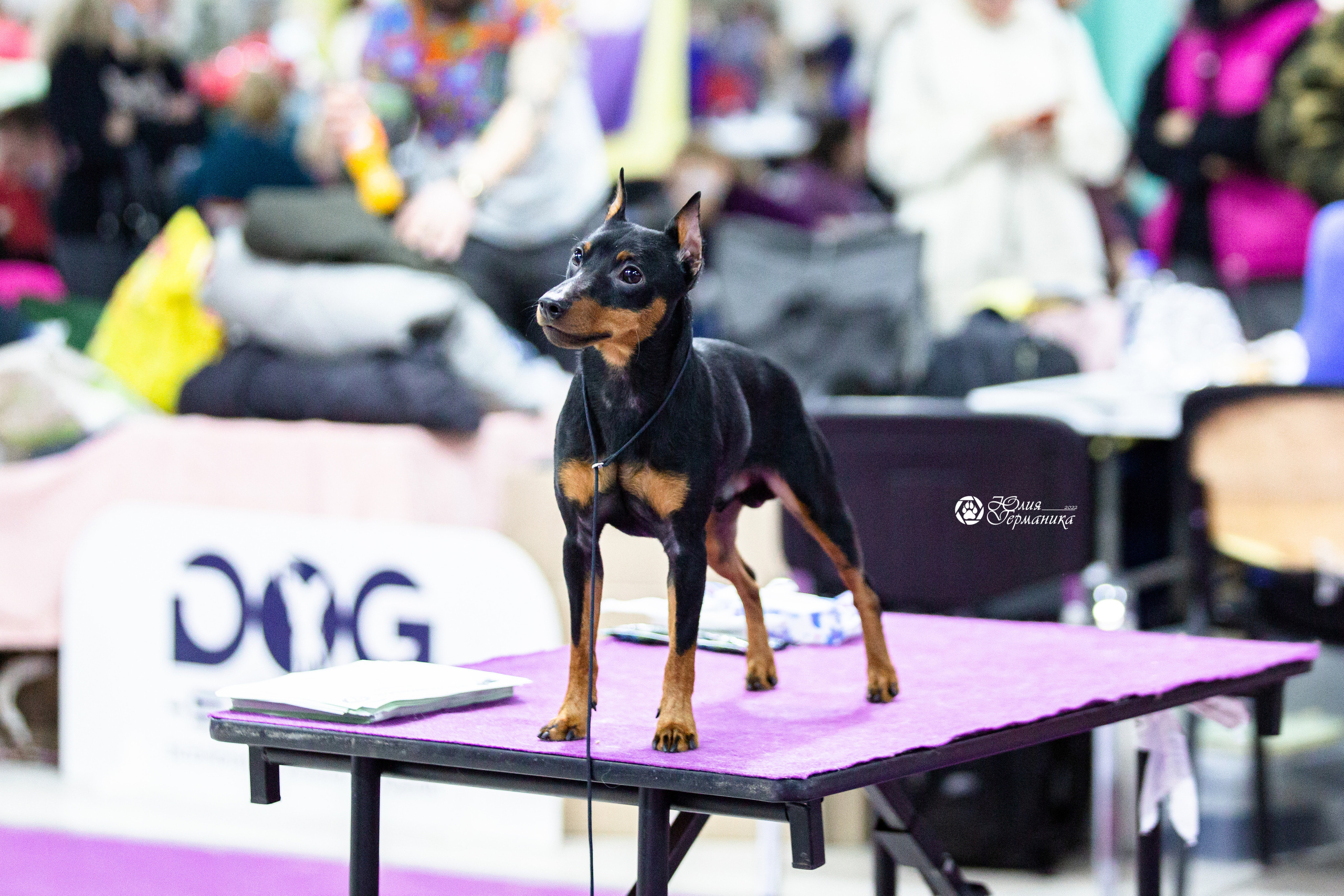 Чайна-Таун 12-13 февраля 2022. Фотограф-анималист Юлия Германика