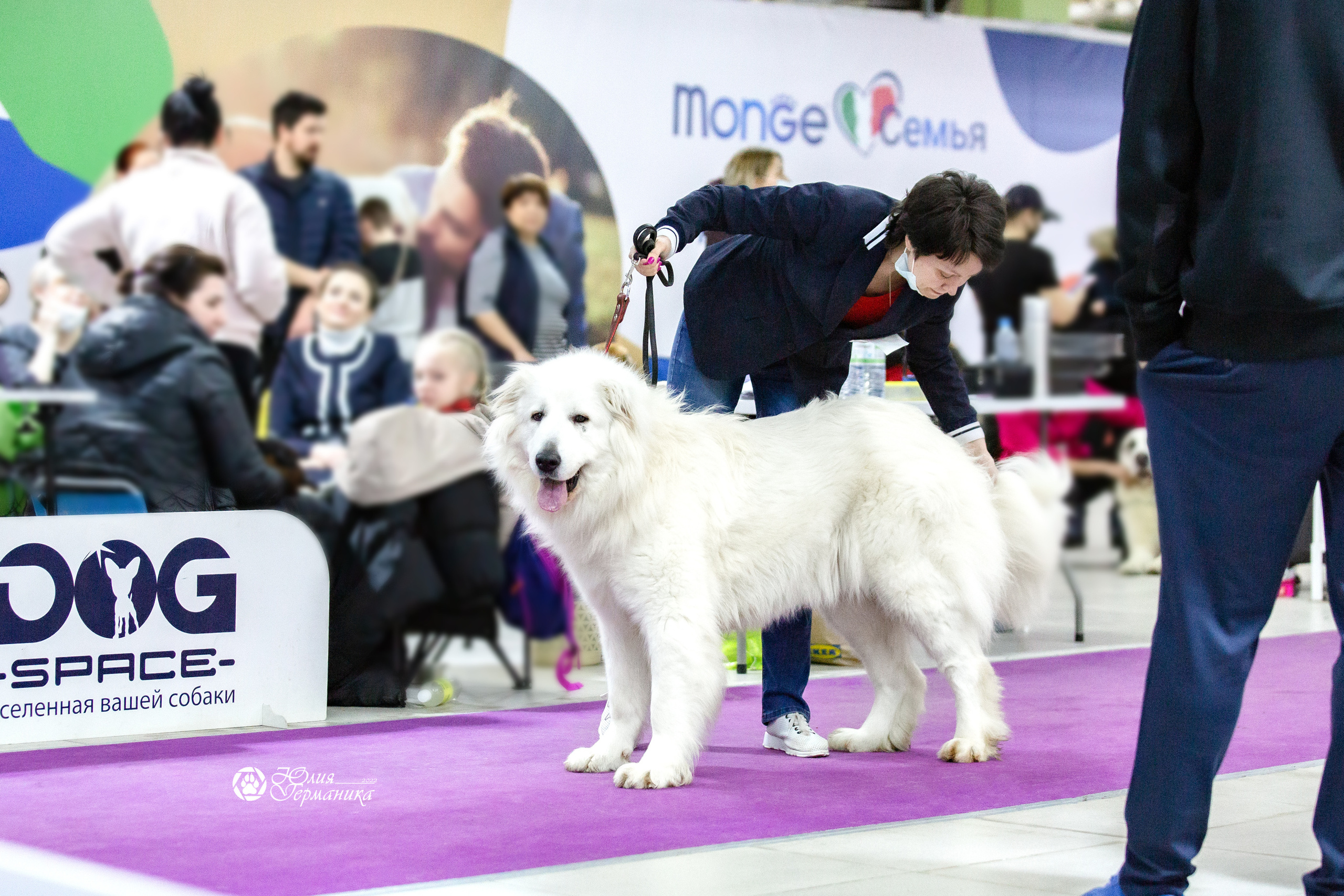 Чайна-Таун 23 февраля 2022. Фотограф-анималист Юлия Германика