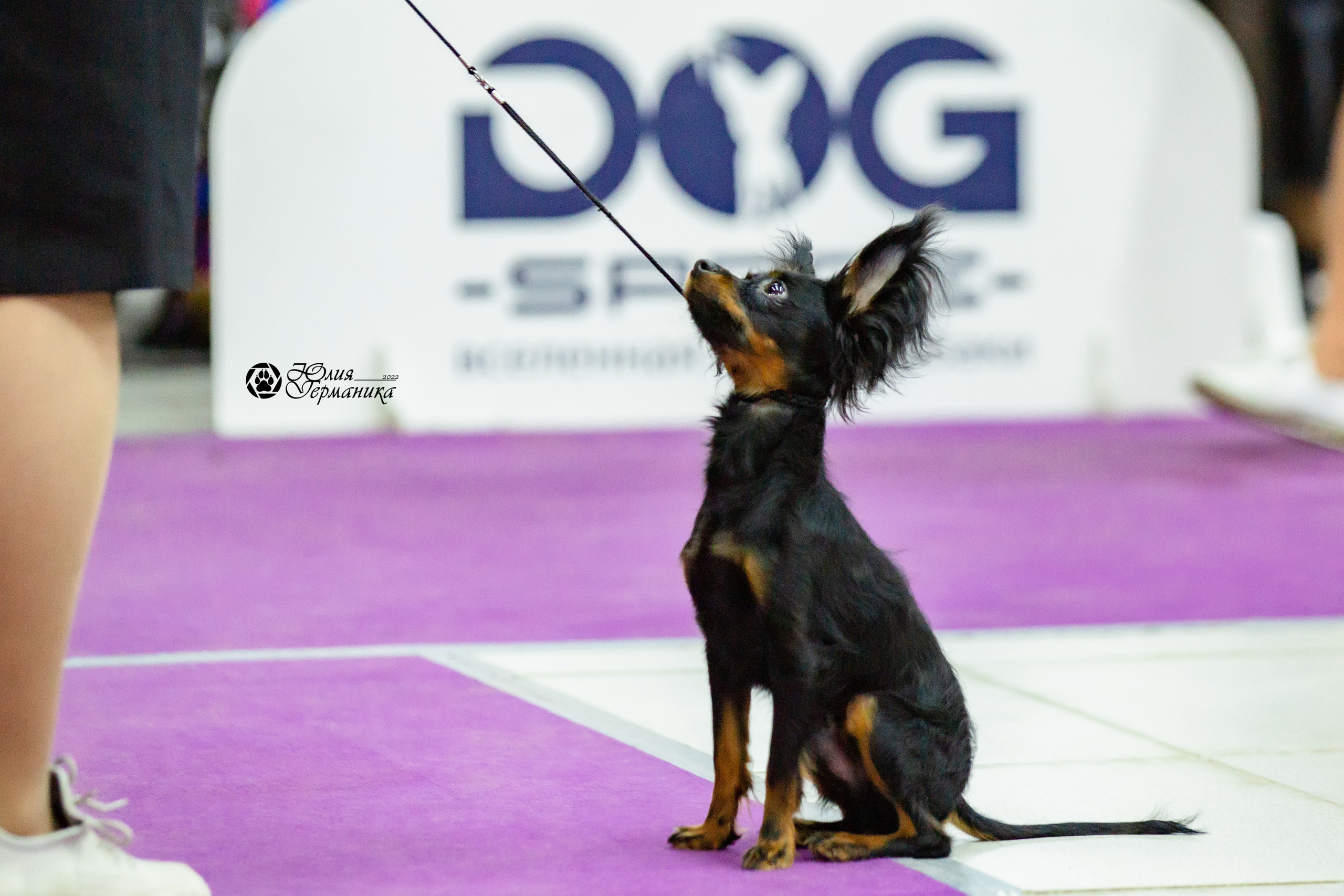 Чайна-Таун 13 и 20 марта 2022. Фотограф-анималист Юлия Германика