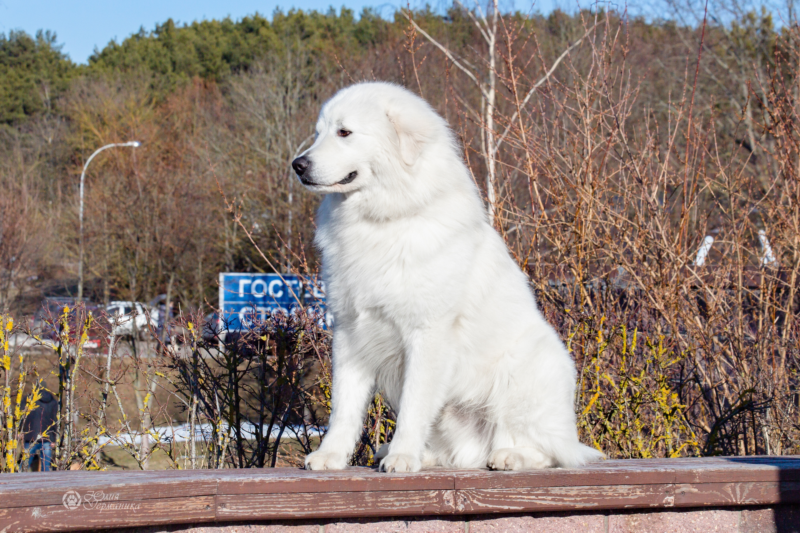 Минск 2хCACIB 5-6 марта 2022. Фотограф-анималист Юлия Германика