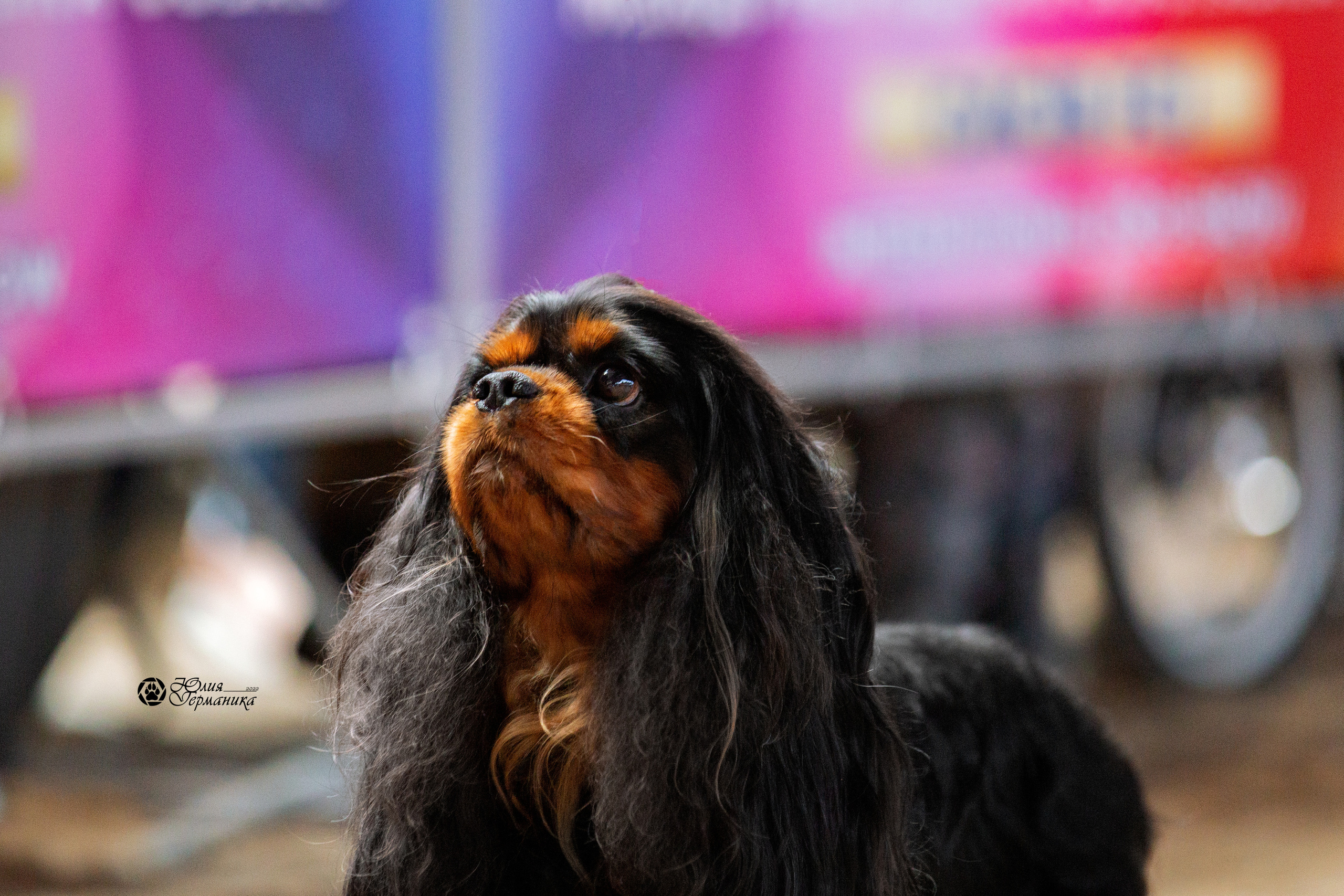 Минск 2хCACIB 5-6 марта 2022. Фотограф-анималист Юлия Германика