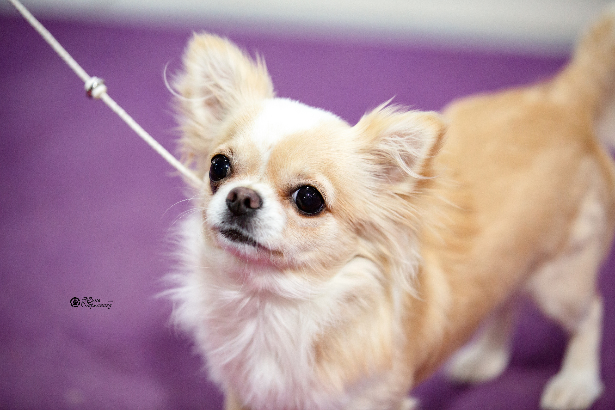 Чайна-Таун 12-13 февраля 2022. Фотограф-анималист Юлия Германика