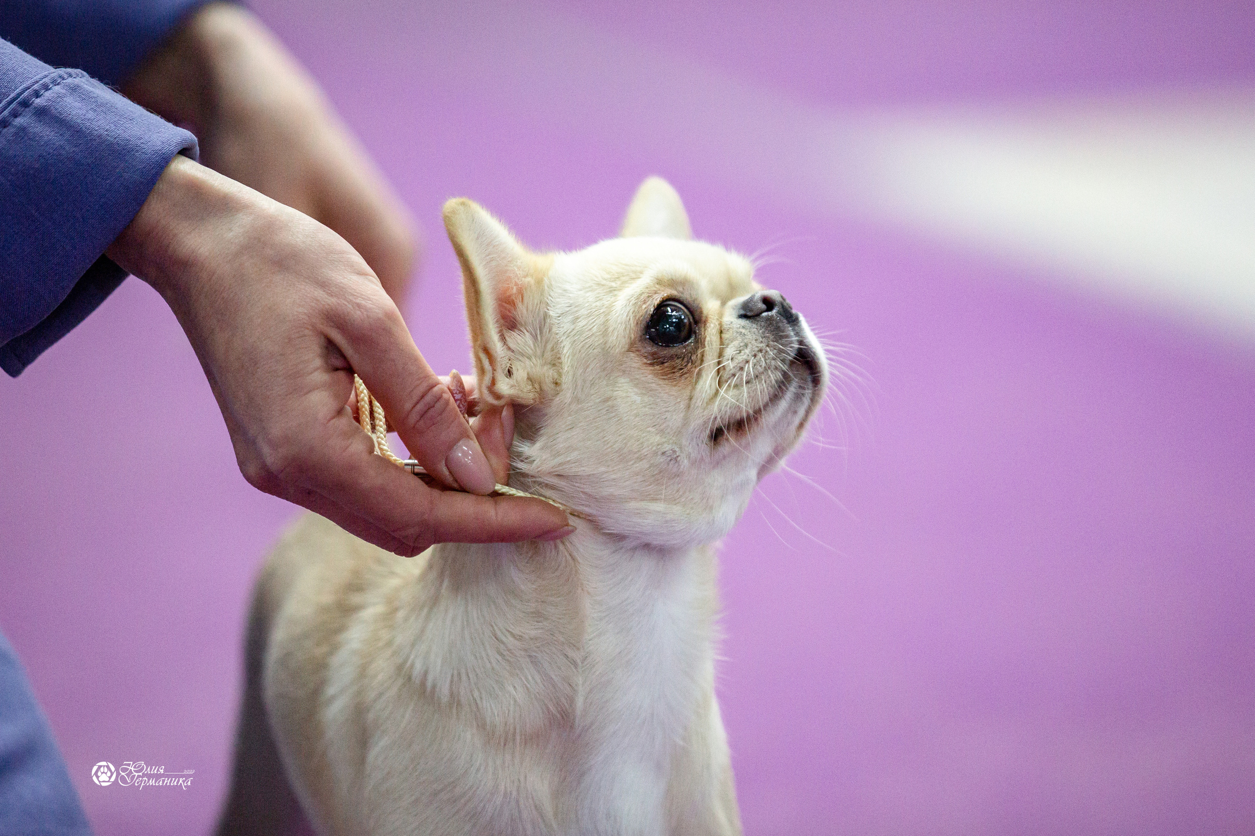 Чайна-Таун 29-30 января 2022. Фотограф-анималист Юлия Германика