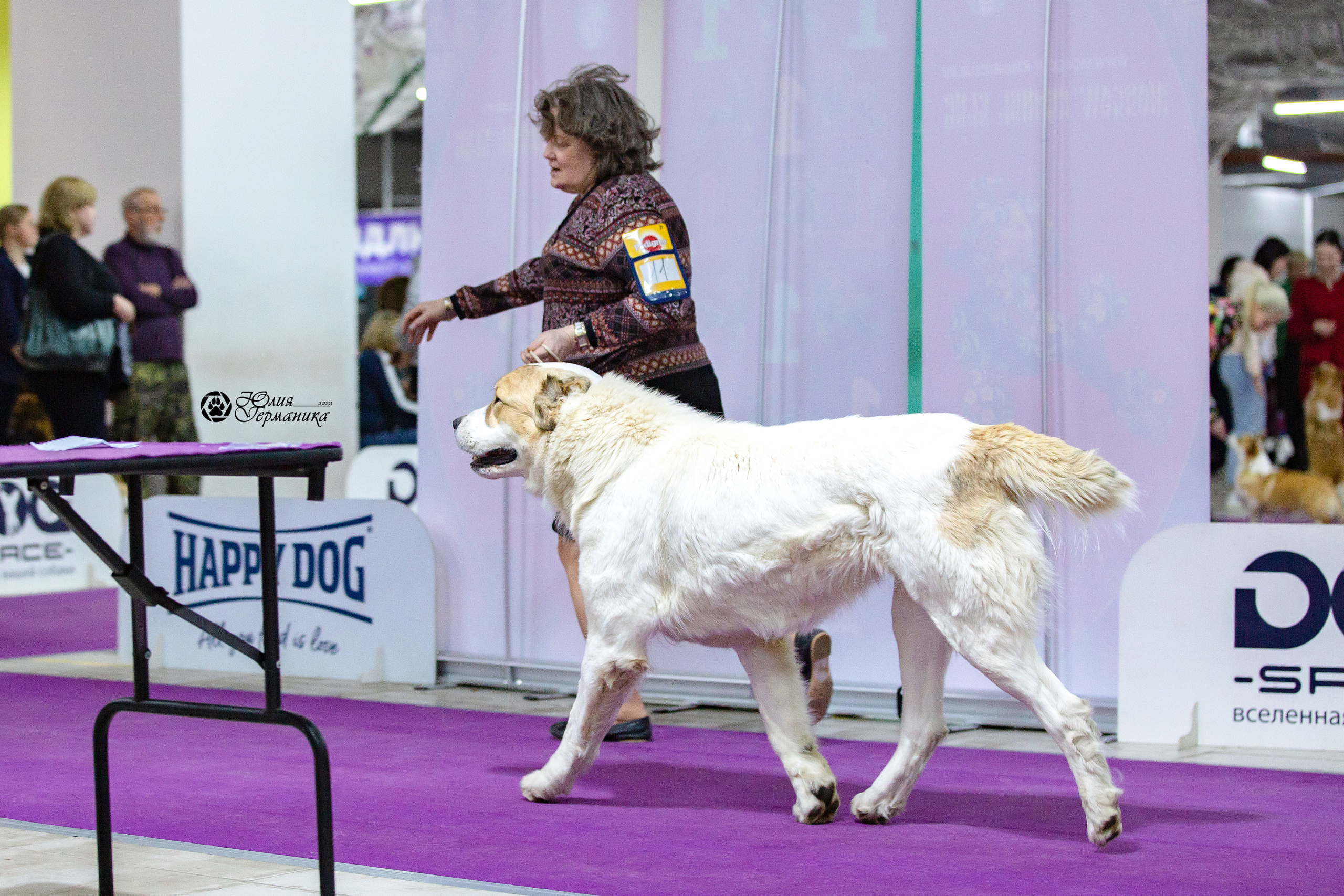 Чайна-Таун 24 и 27 марта 2022. Фотограф-анималист Юлия Германика