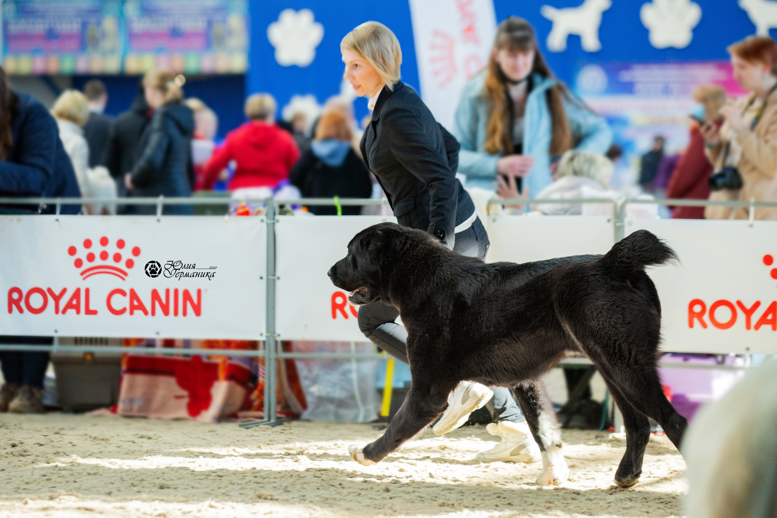 Минск 2хCACIB 5-6 марта 2022. Фотограф-анималист Юлия Германика