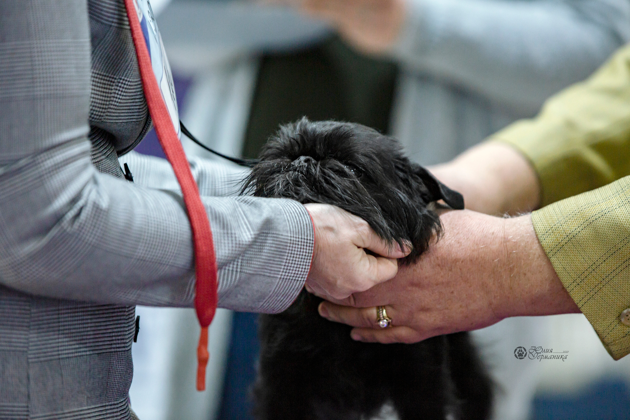 Чайна-Таун 24 и 27 марта 2022. Фотограф-анималист Юлия Германика