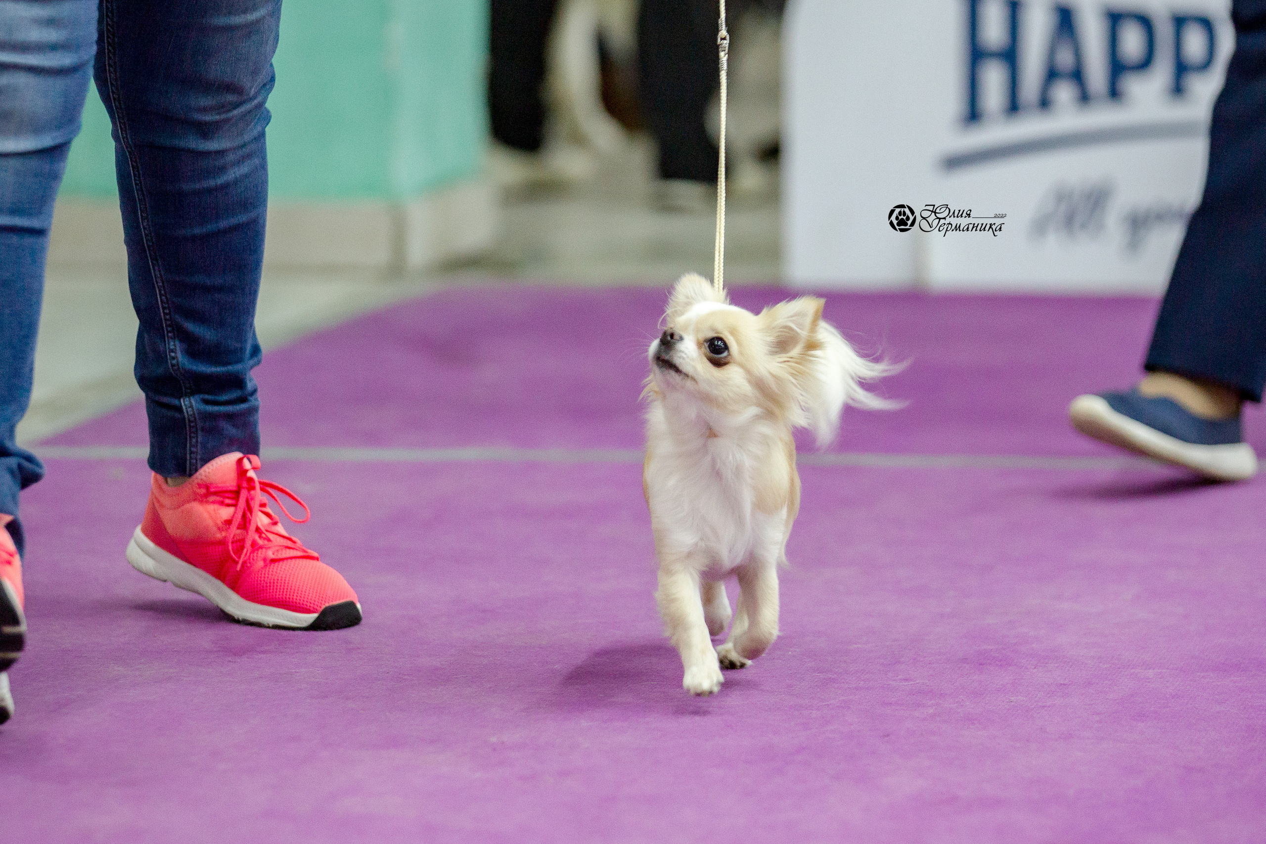 Чайна-Таун 29-30 января 2022. Фотограф-анималист Юлия Германика