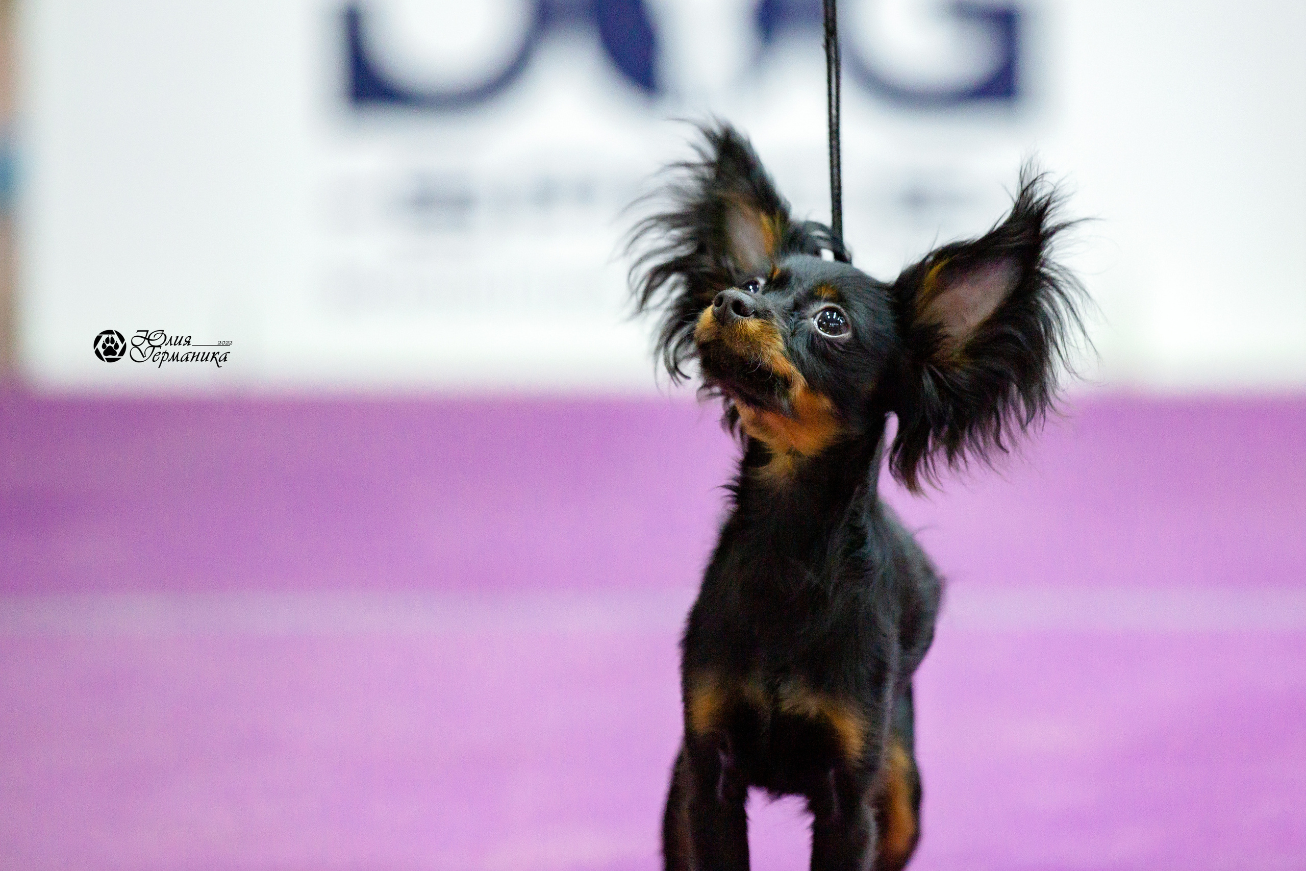 Чайна-Таун 13 и 20 марта 2022. Фотограф-анималист Юлия Германика