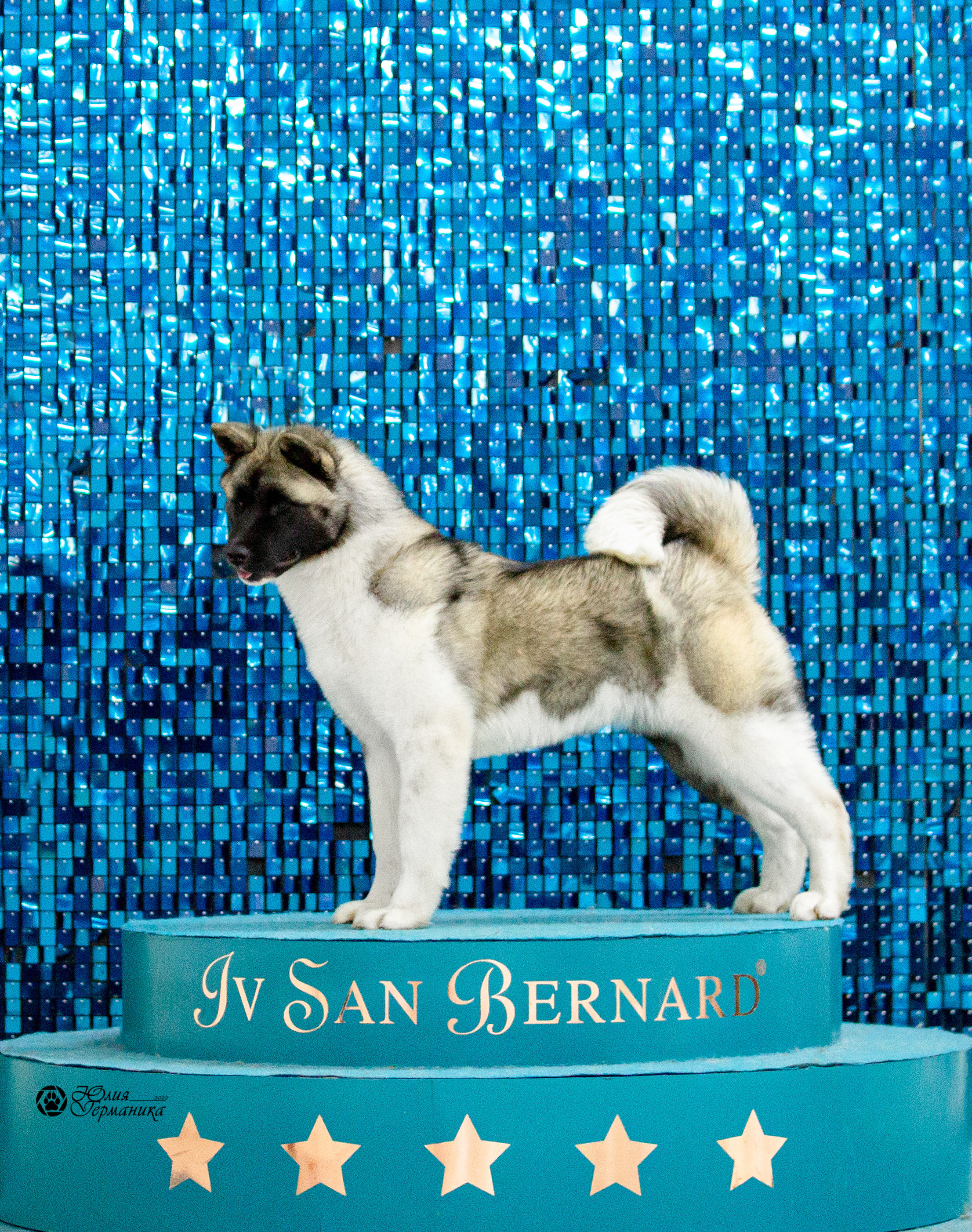 Чайна-Таун 29-30 января 2022. Фотограф-анималист Юлия Германика