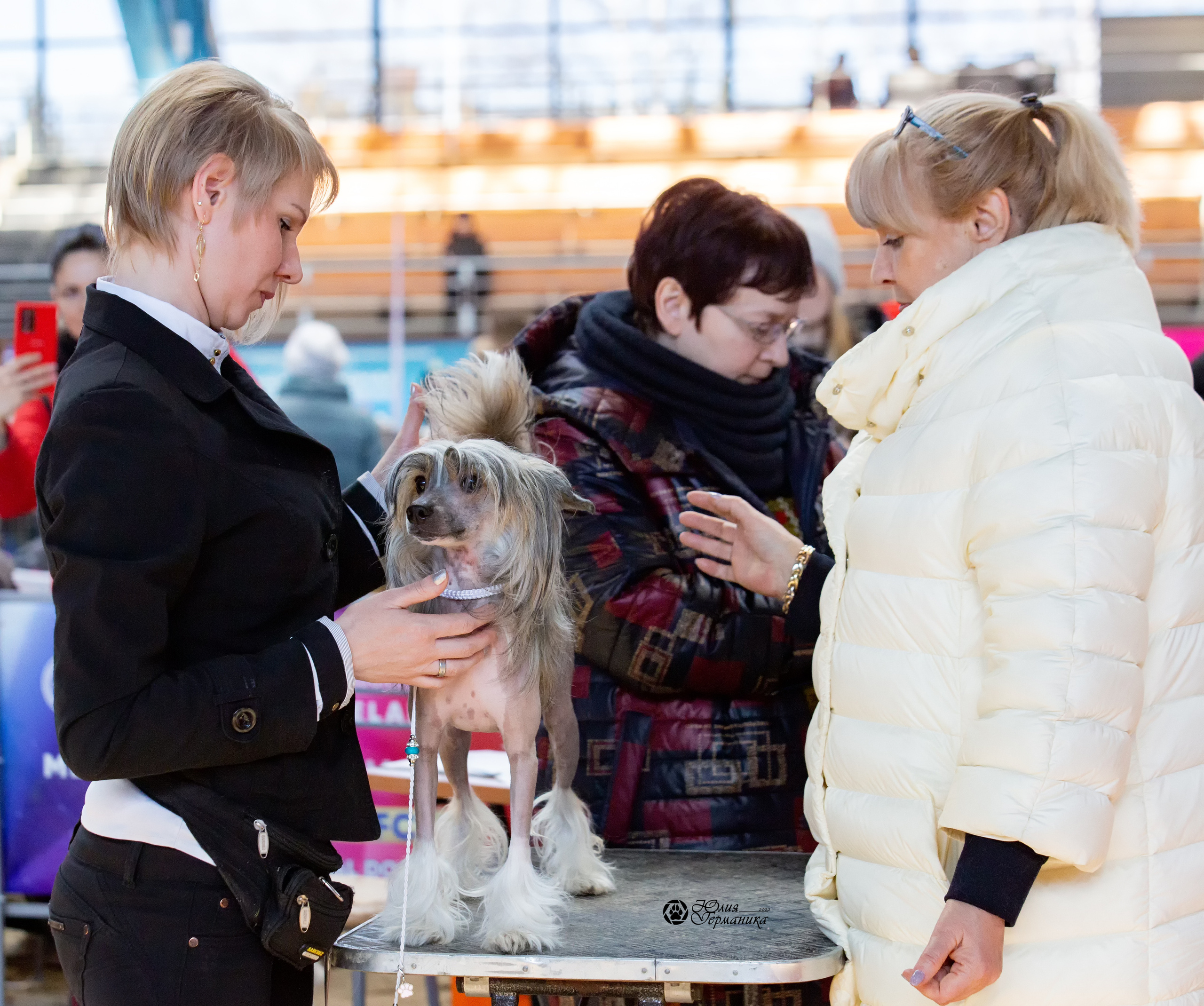 Минск 2хCACIB 5-6 марта 2022. Фотограф-анималист Юлия Германика